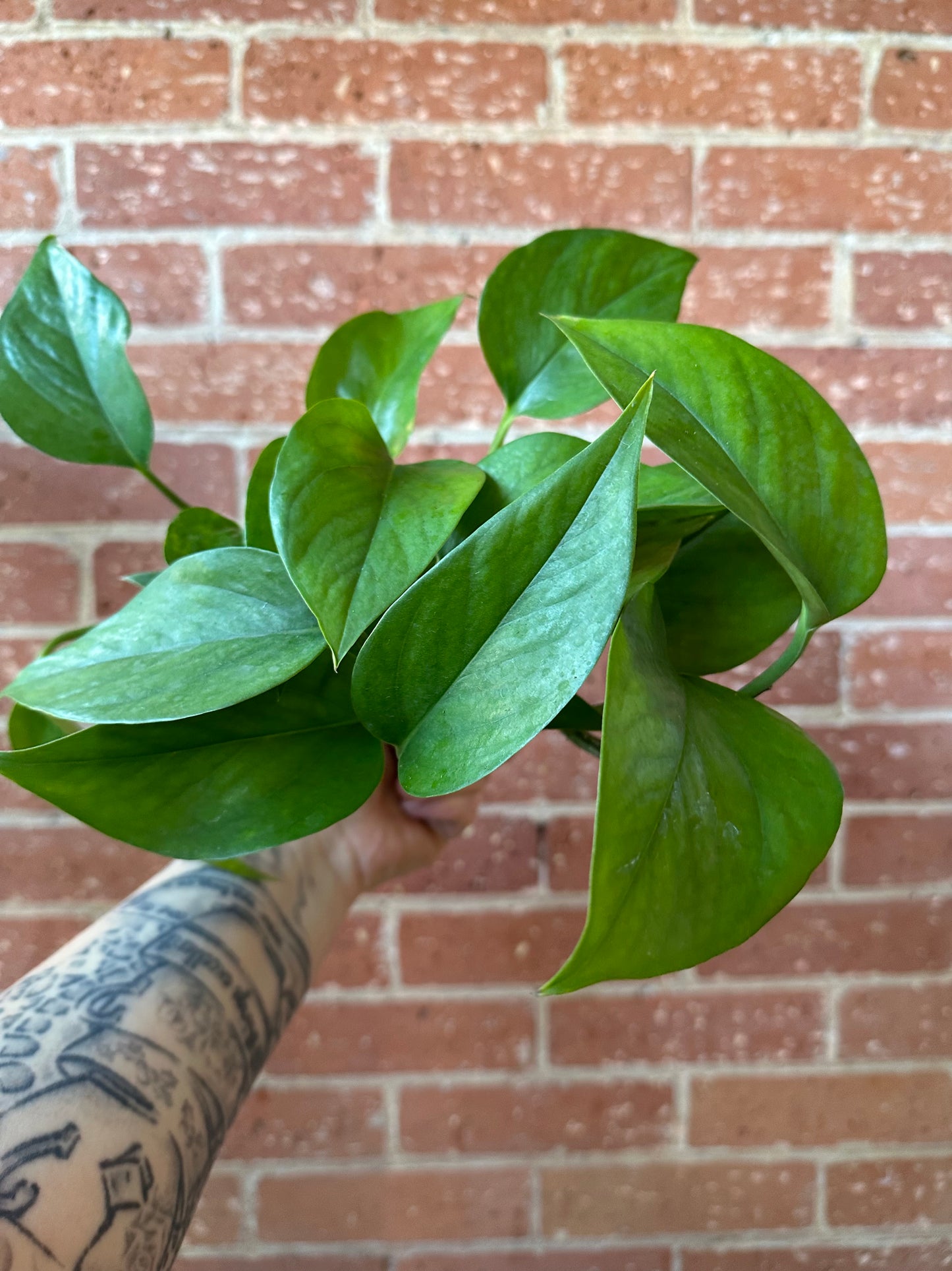 3.5" Pothos Green Jade