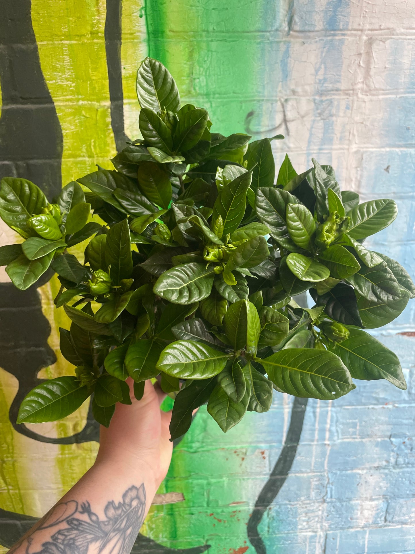 6" Gardenia Bush