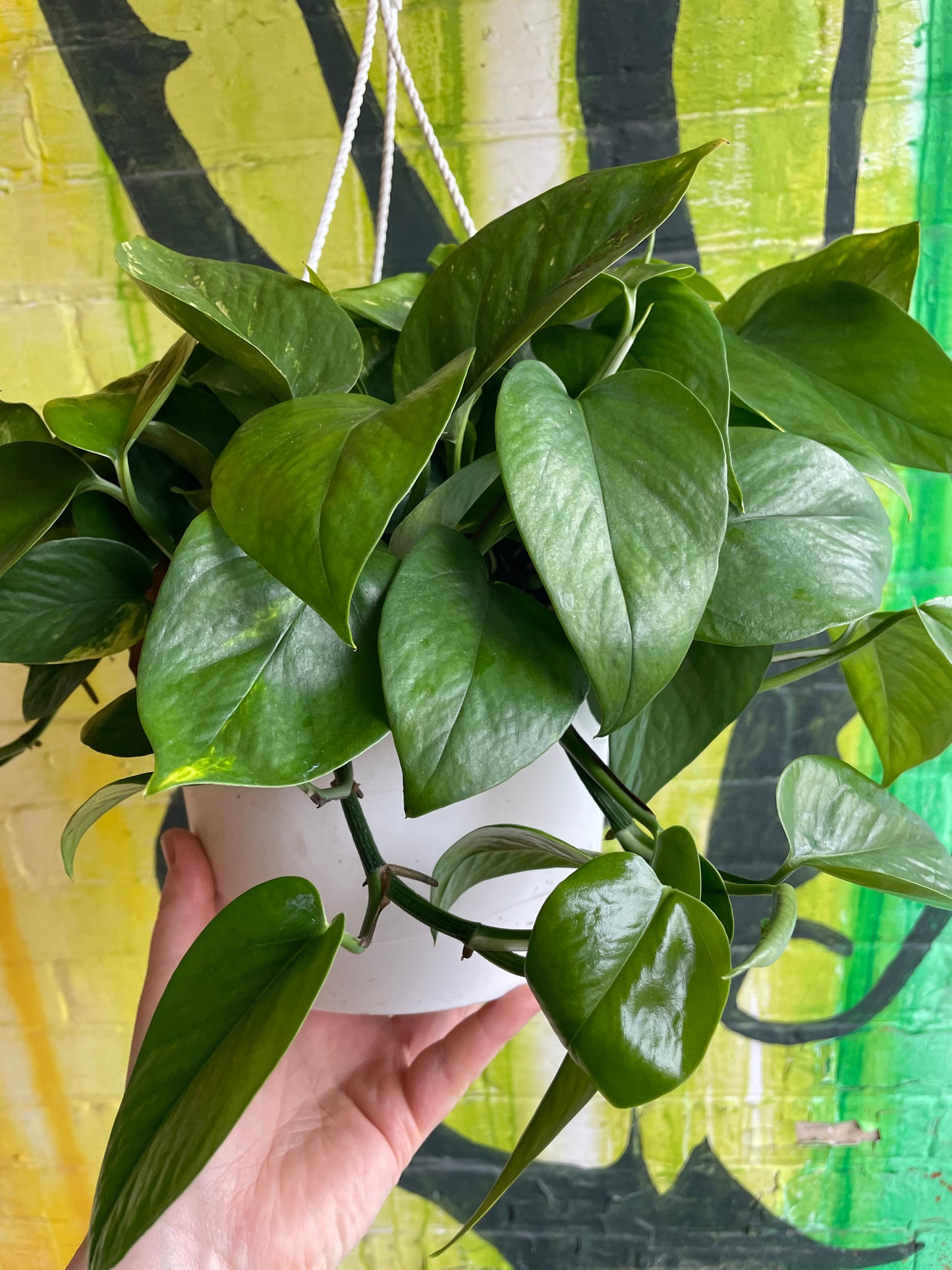 8" Pothos Golden Hanging Basket