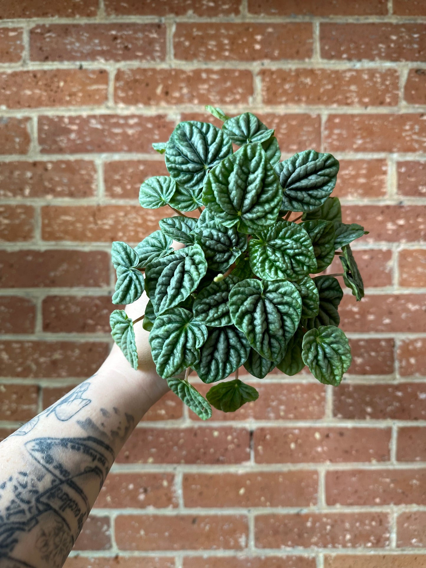 3.5" Peperomia Ripple Green