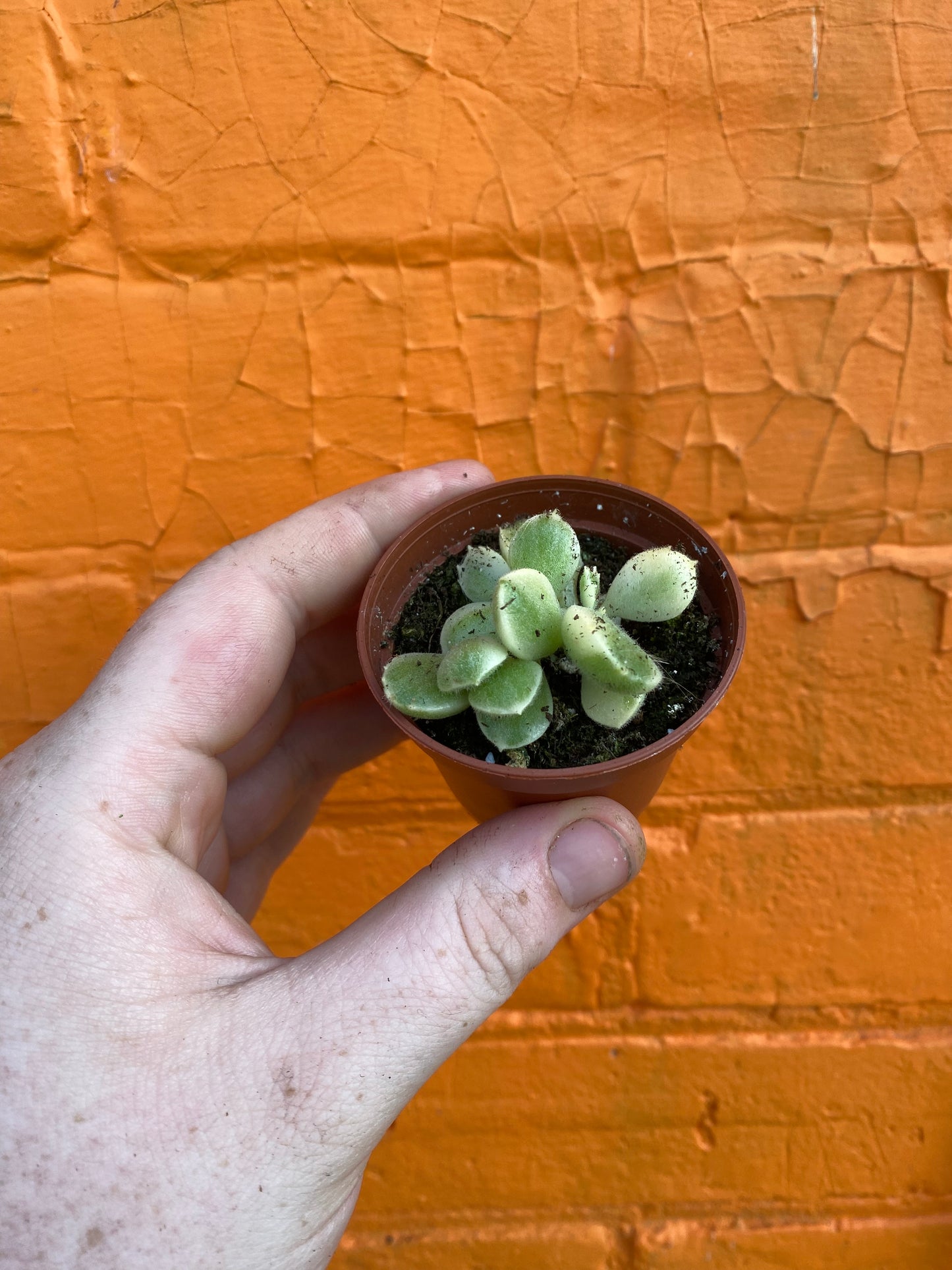 2.5" Cotyledon Tomentosa Albo Variegated | Bear Paw Succulent