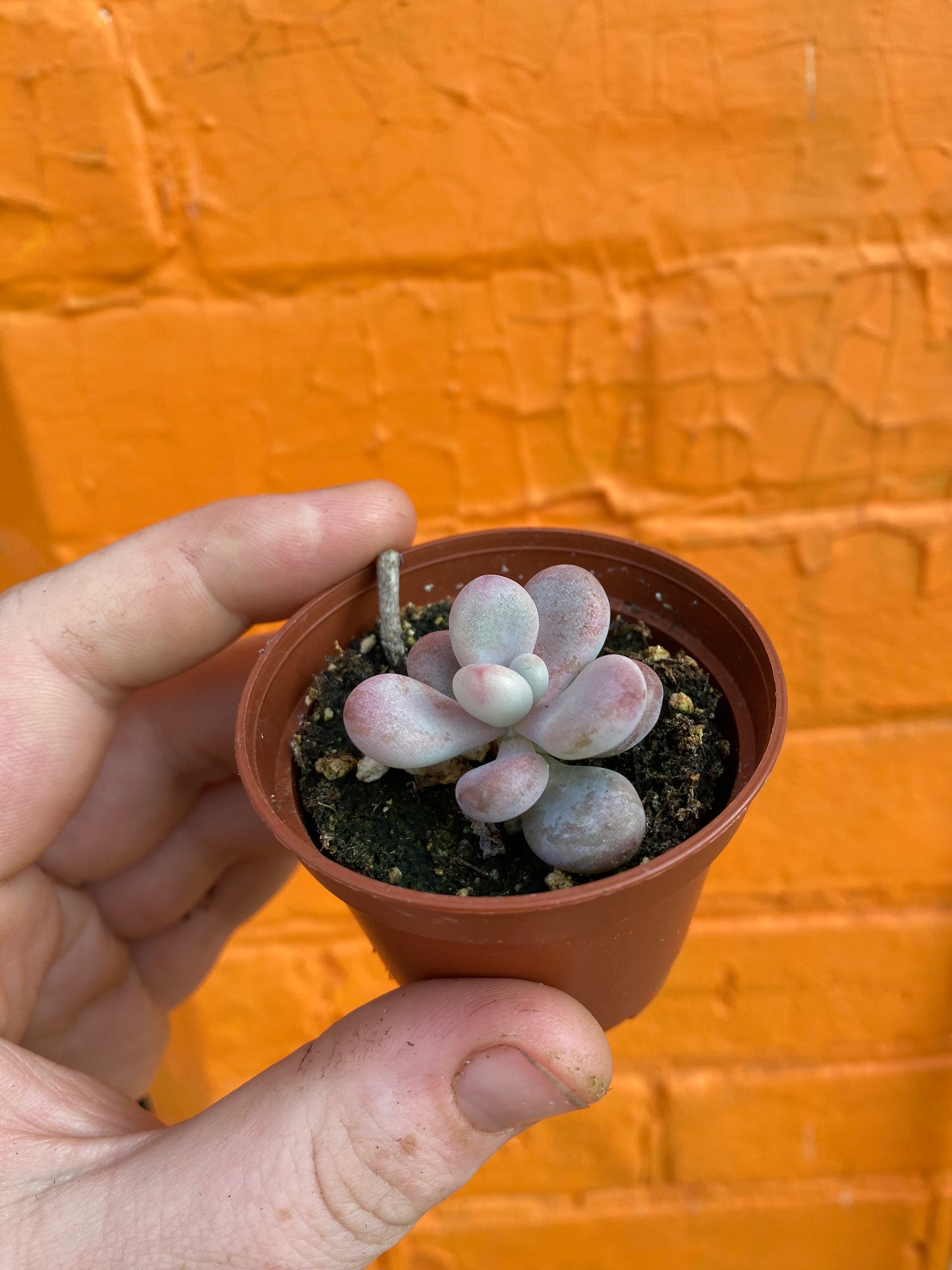 2.5" Graptopetalum amethystinum