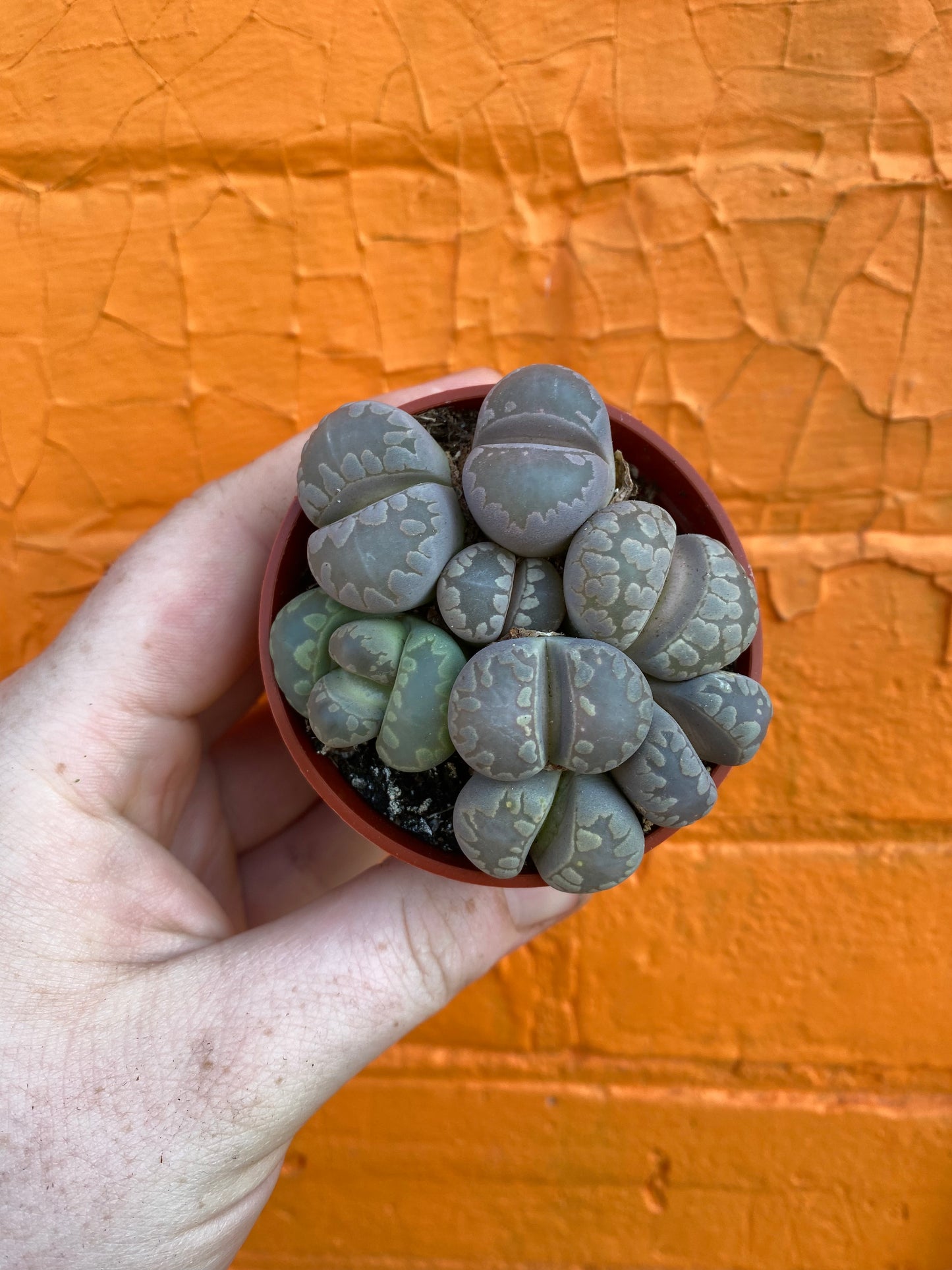 3" Lithops | Living Stone