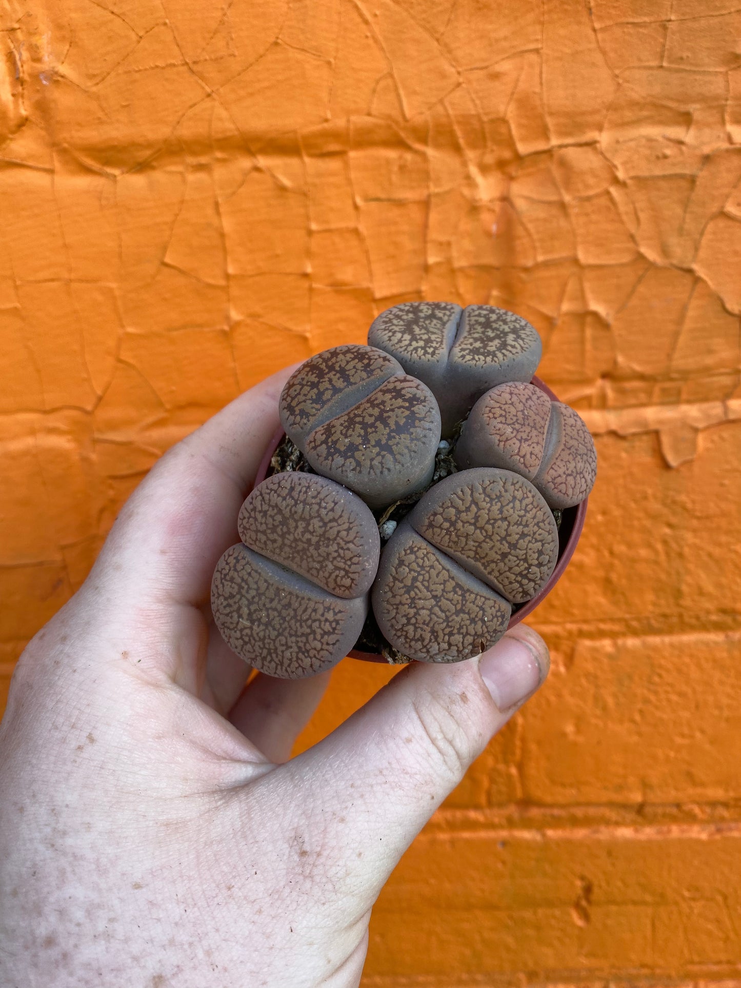 3" Lithops | Living Stone