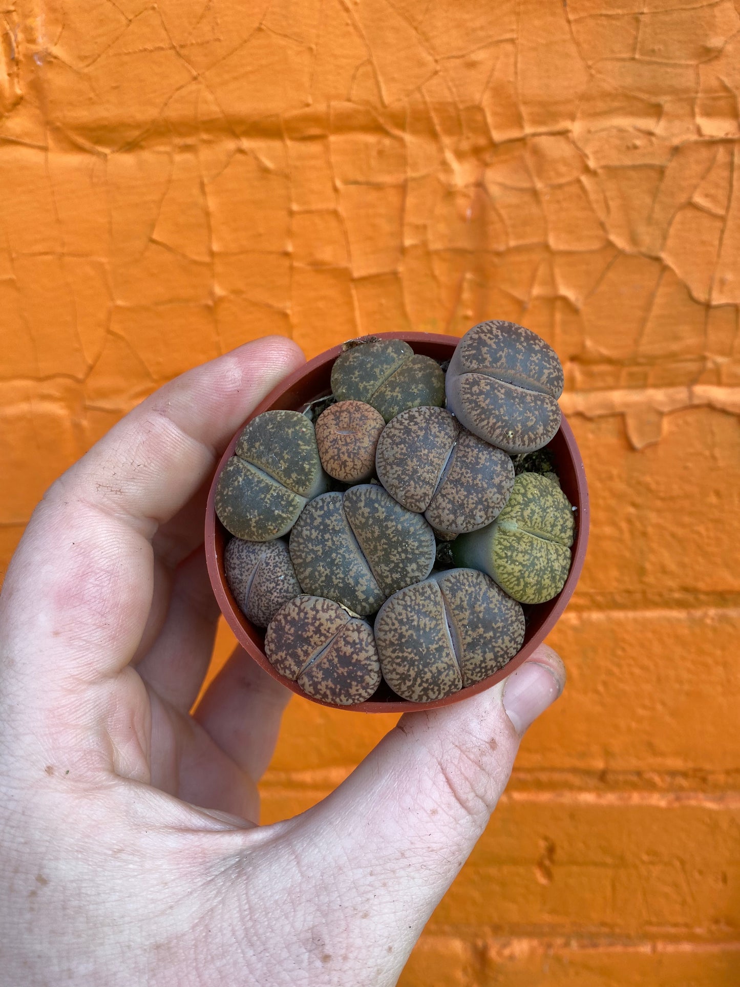 3" Lithops | Living Stone