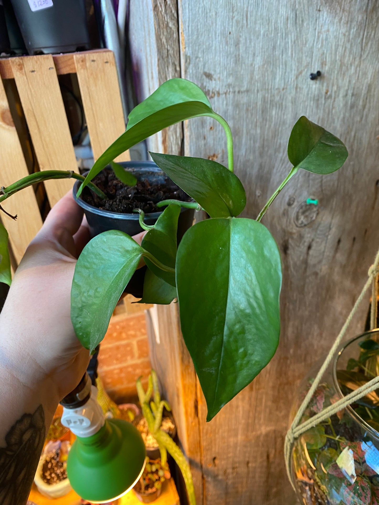 4" Pothos Green Jade