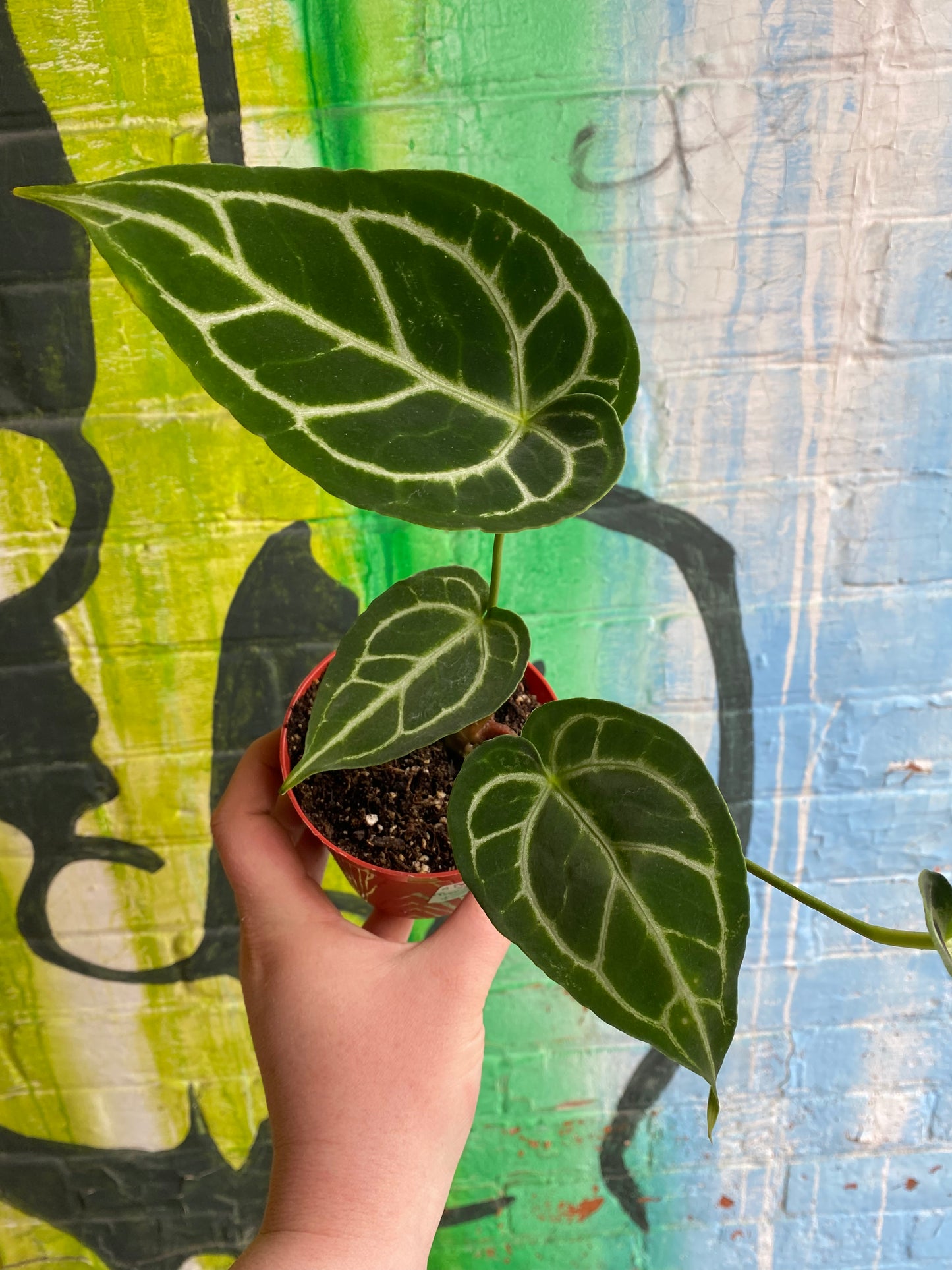 4” Anthurium Dorayaki x Magnificum