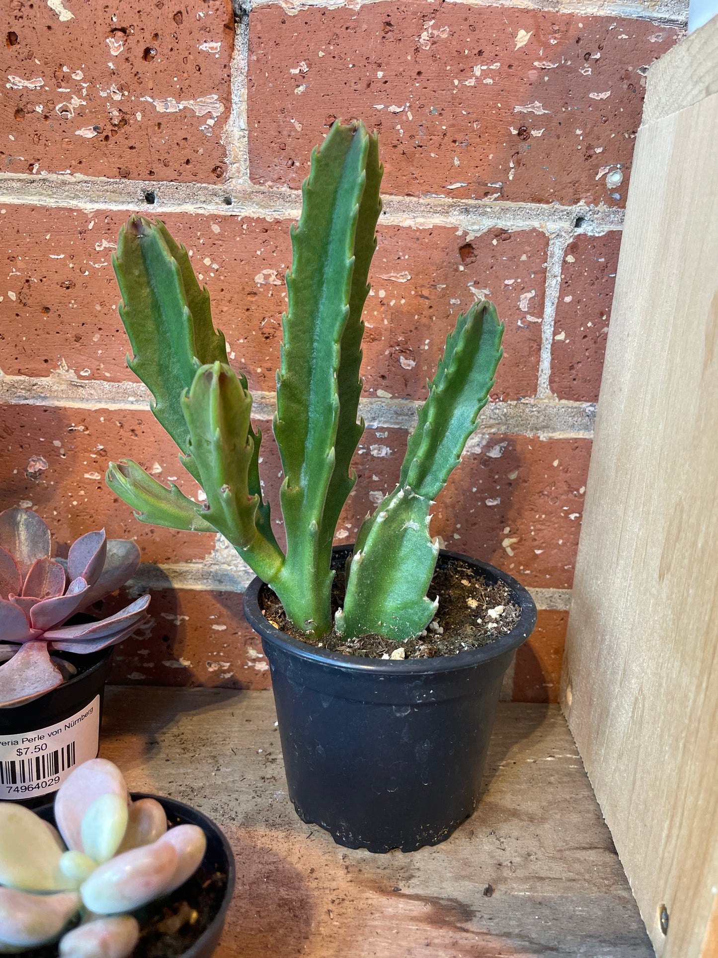 3.5” Stapelia Hirsuta