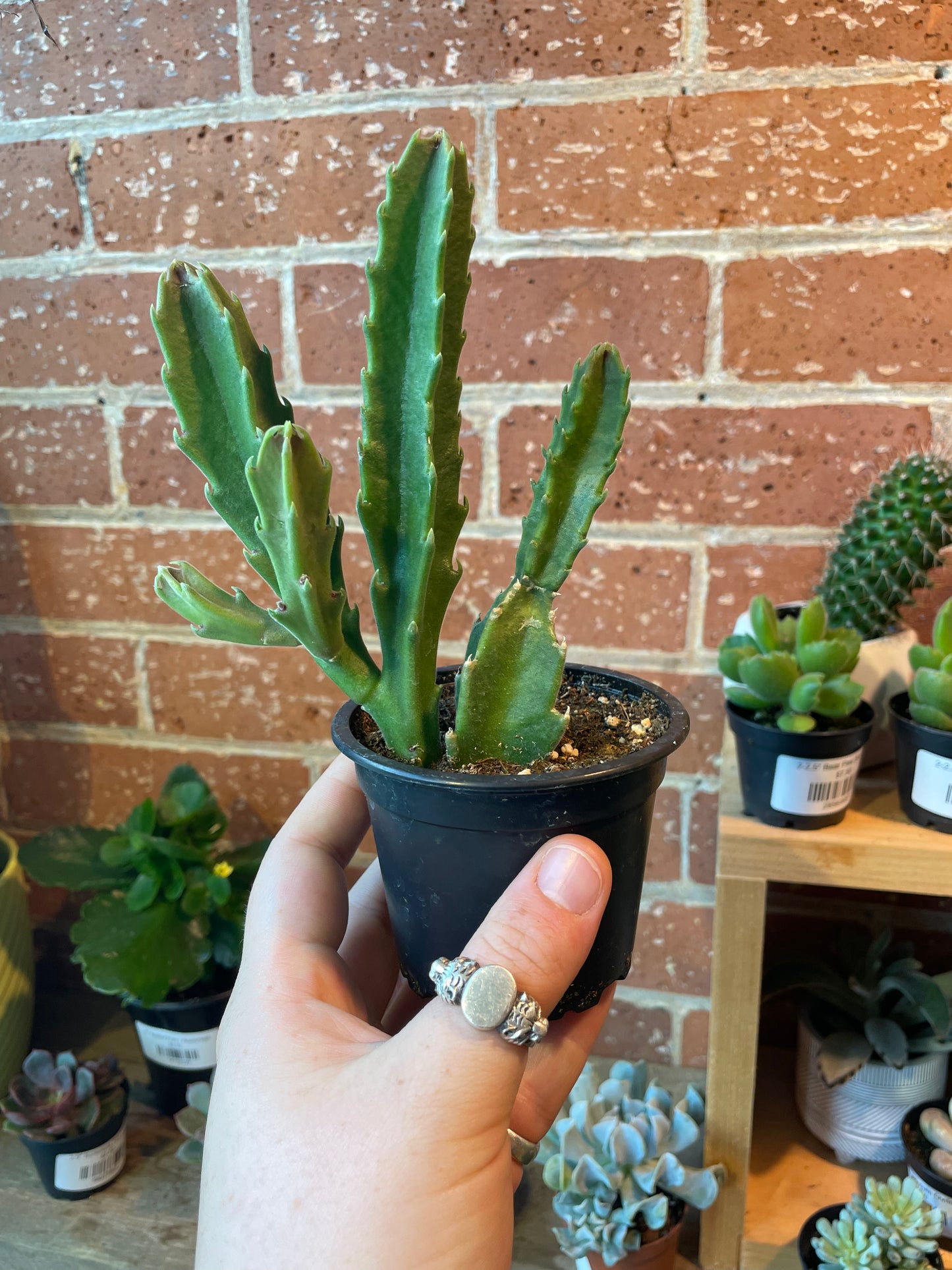 3.5” Stapelia Hirsuta