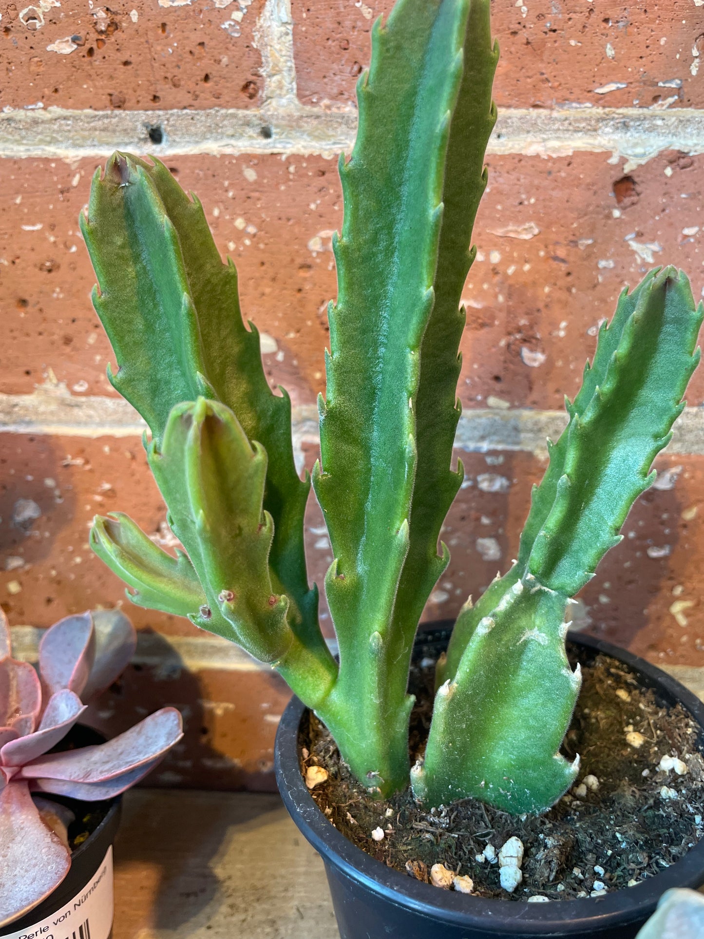 3.5” Stapelia Hirsuta