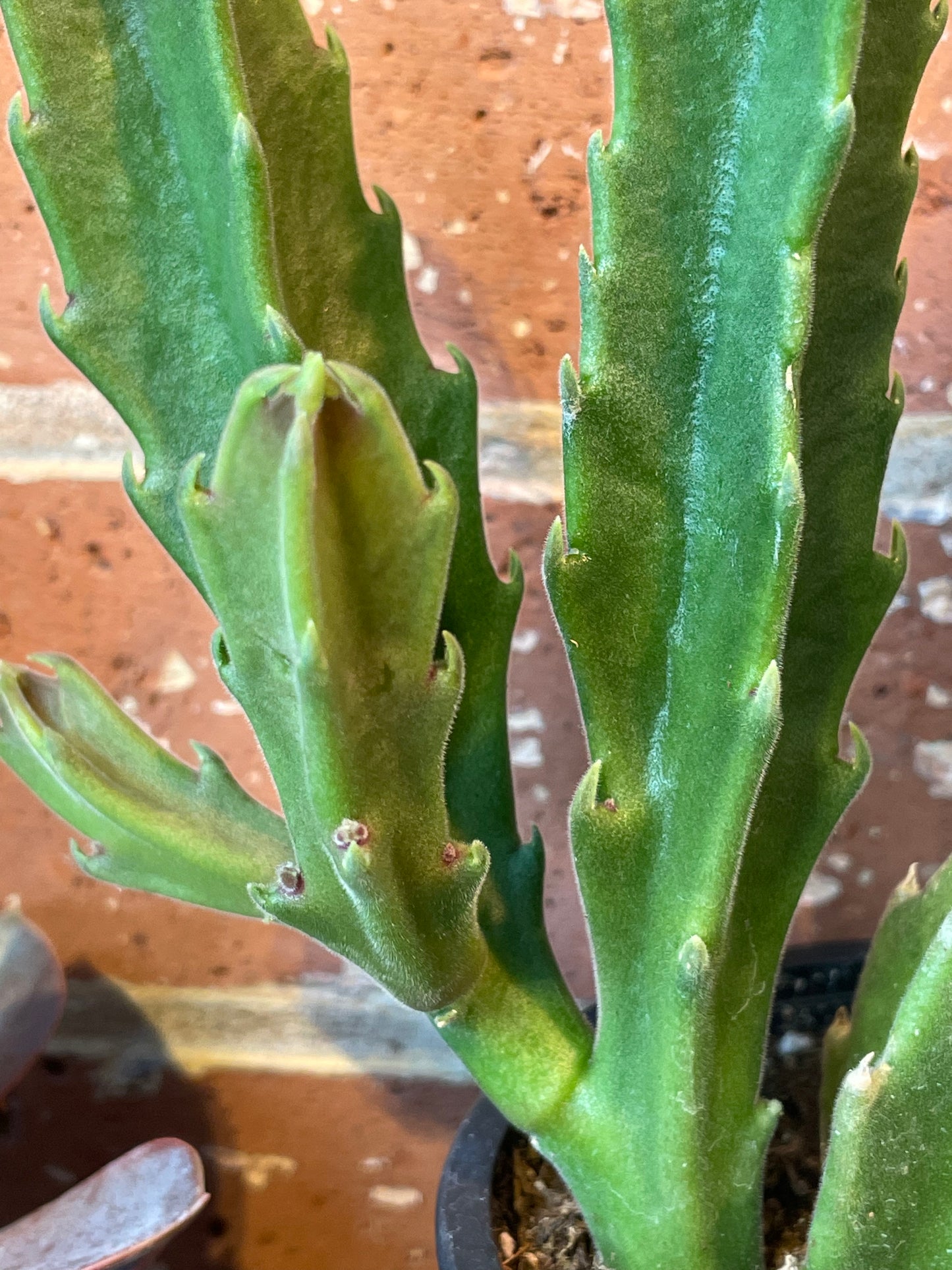 3.5” Stapelia Hirsuta