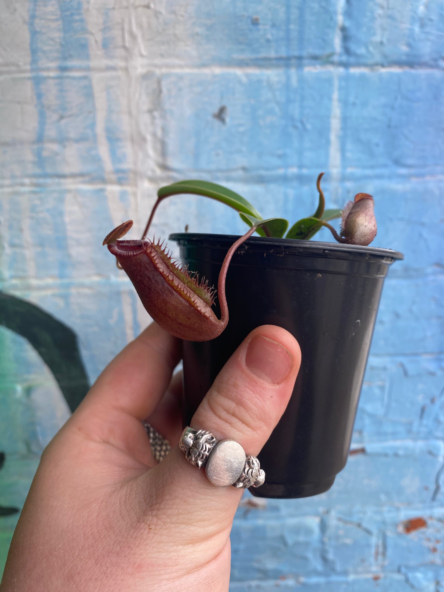 3.5" Nepenthes Miranda| Pitcher Plant