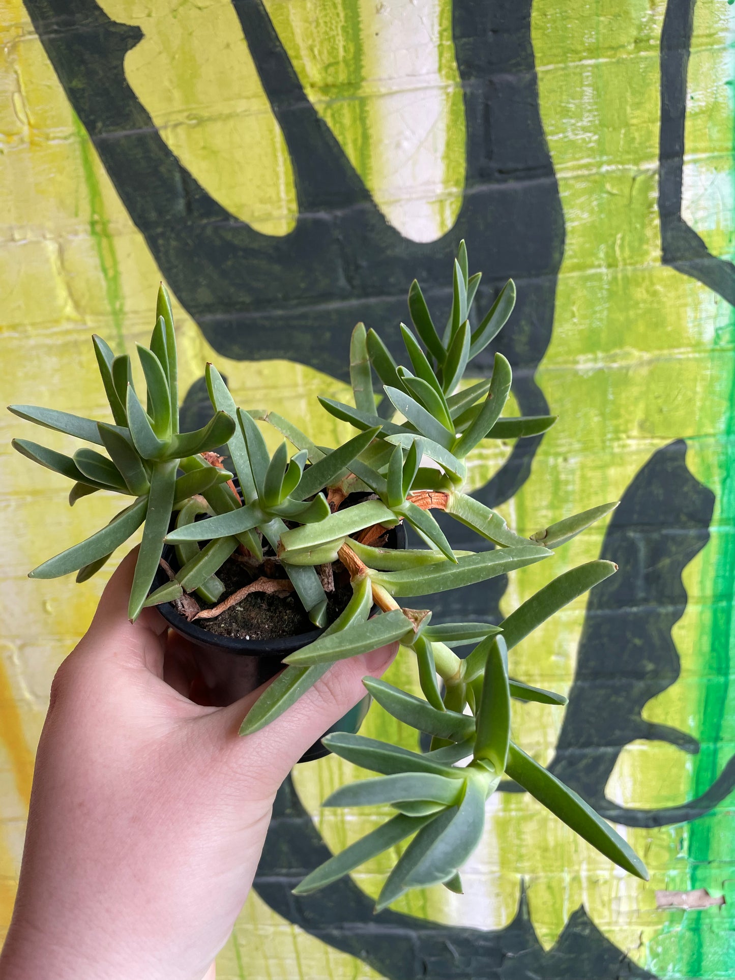 3.5" Carpobrotus Edulis