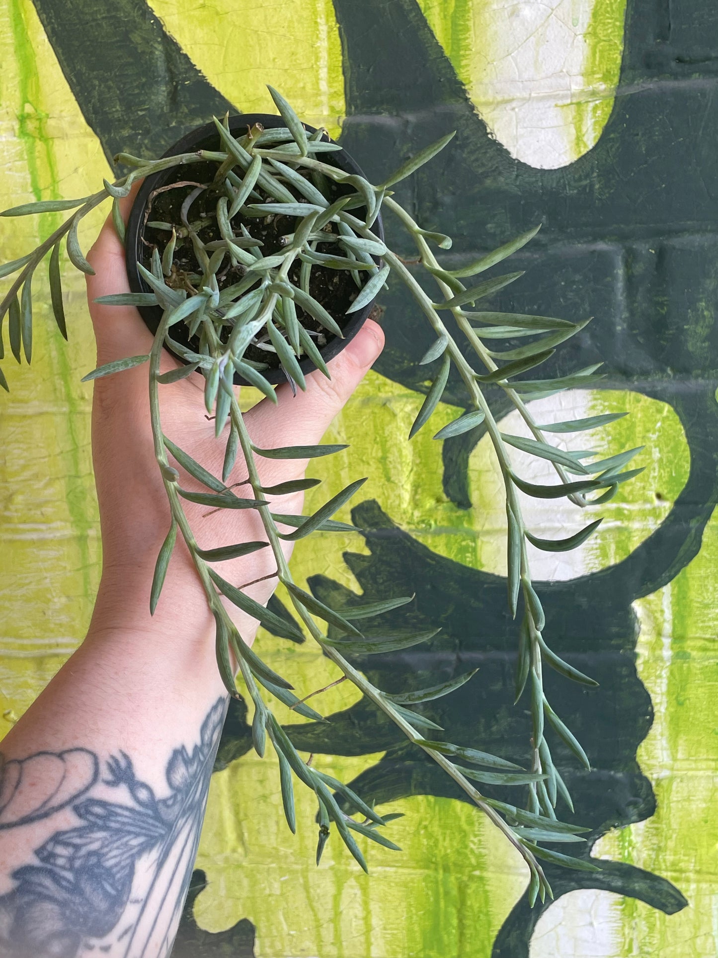 3.5" String Of Fishhooks | Senecio Radicans