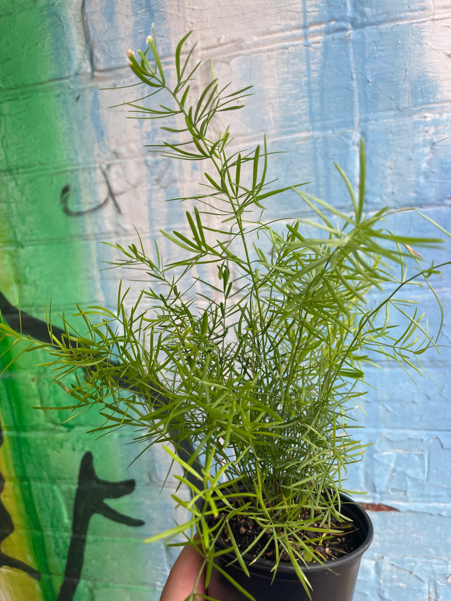 3.5" Asparagus falcatus | Sicklethorn