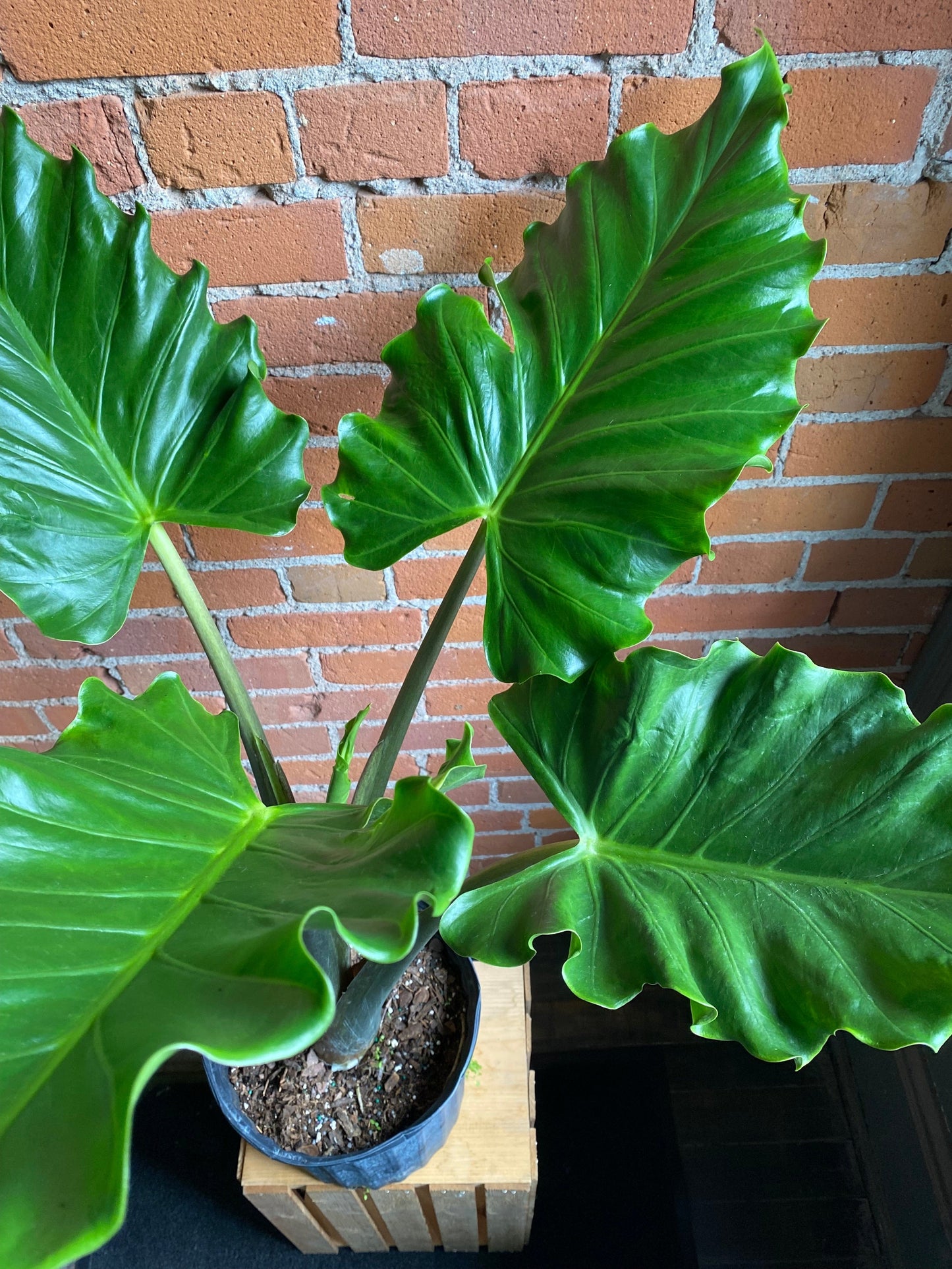 Plant Goals Plant Shop 10" Alocasia Portora