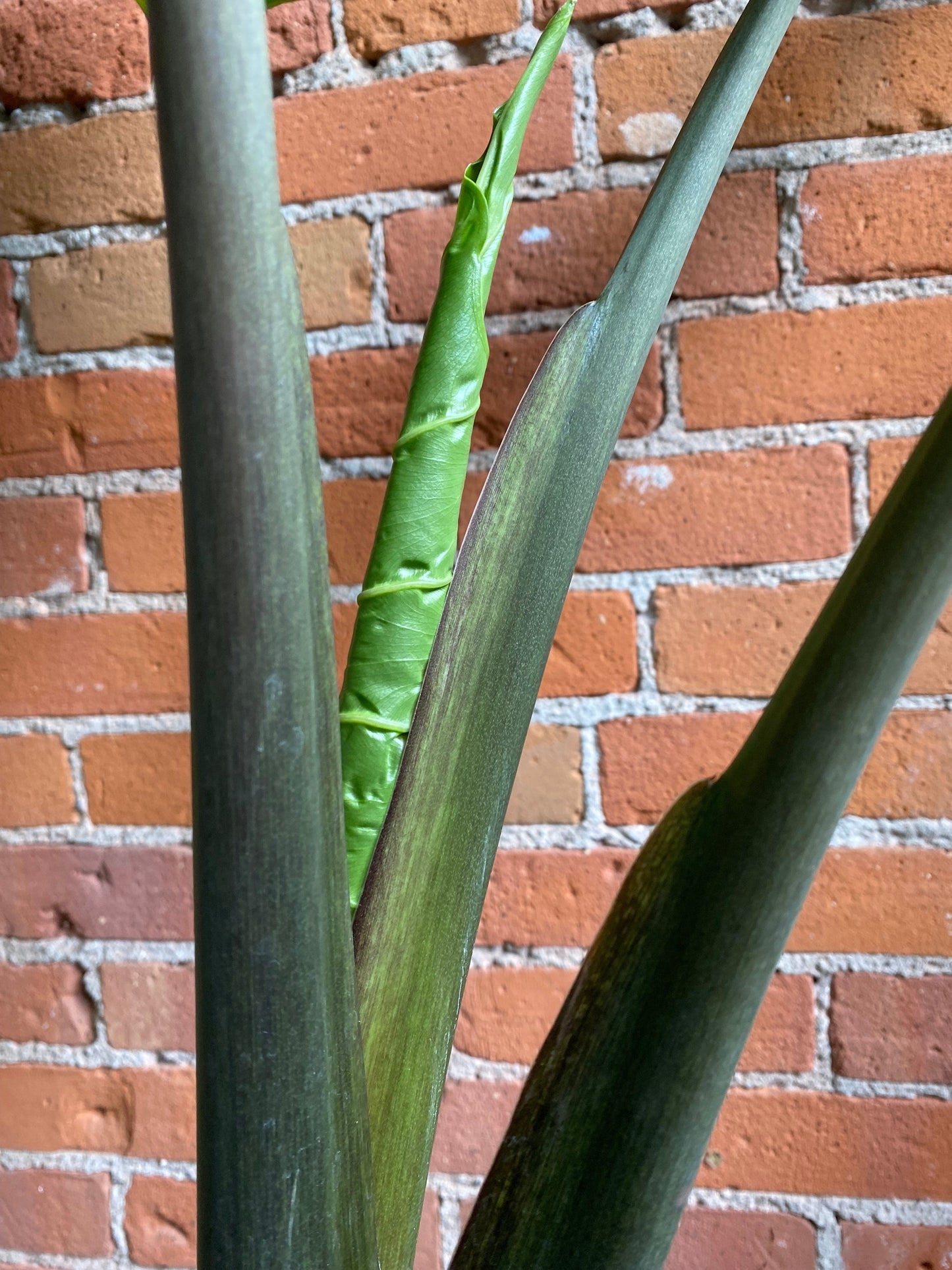 Plant Goals Plant Shop 10" Alocasia Portora