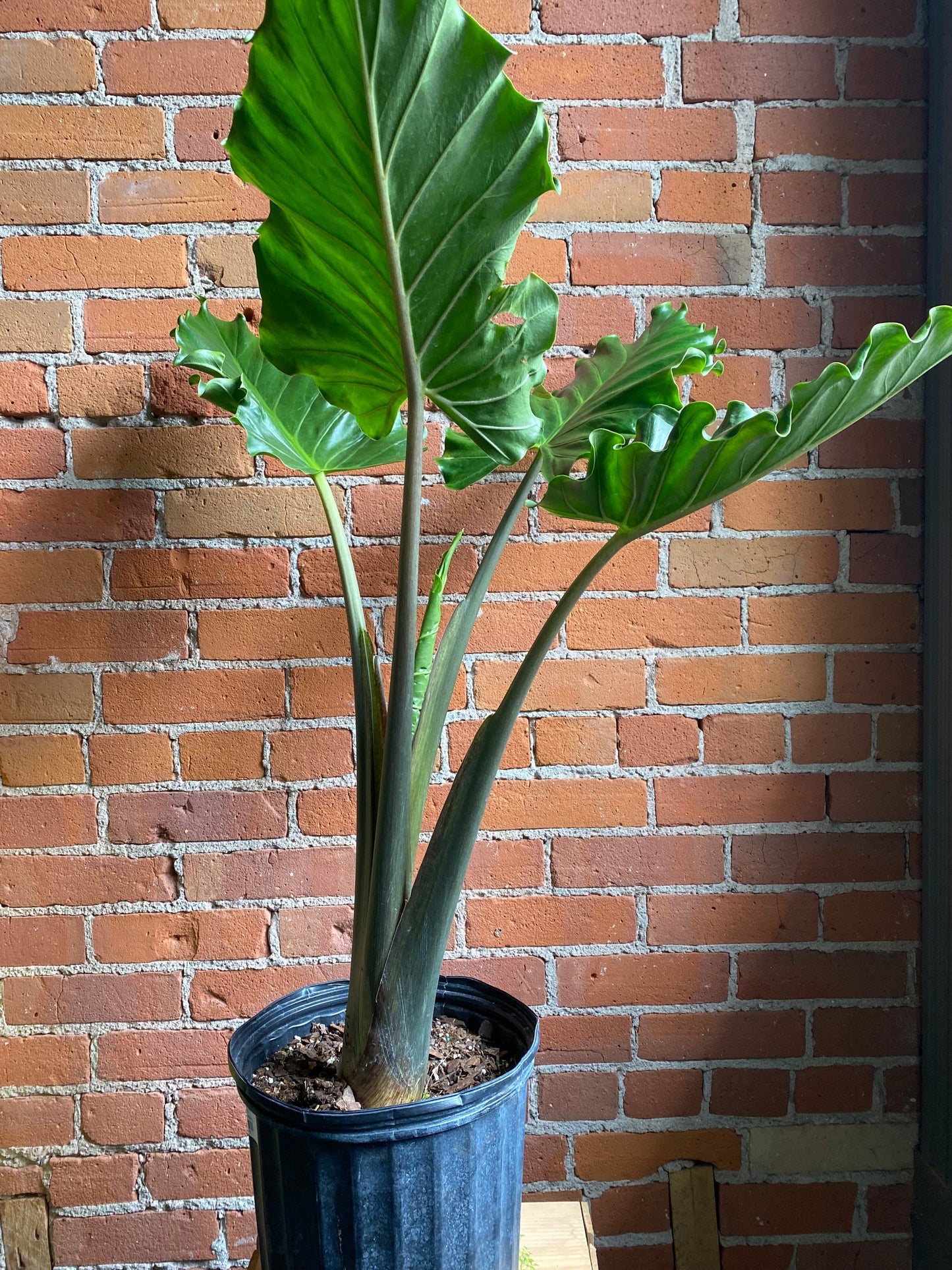 Plant Goals Plant Shop 10" Alocasia Portora