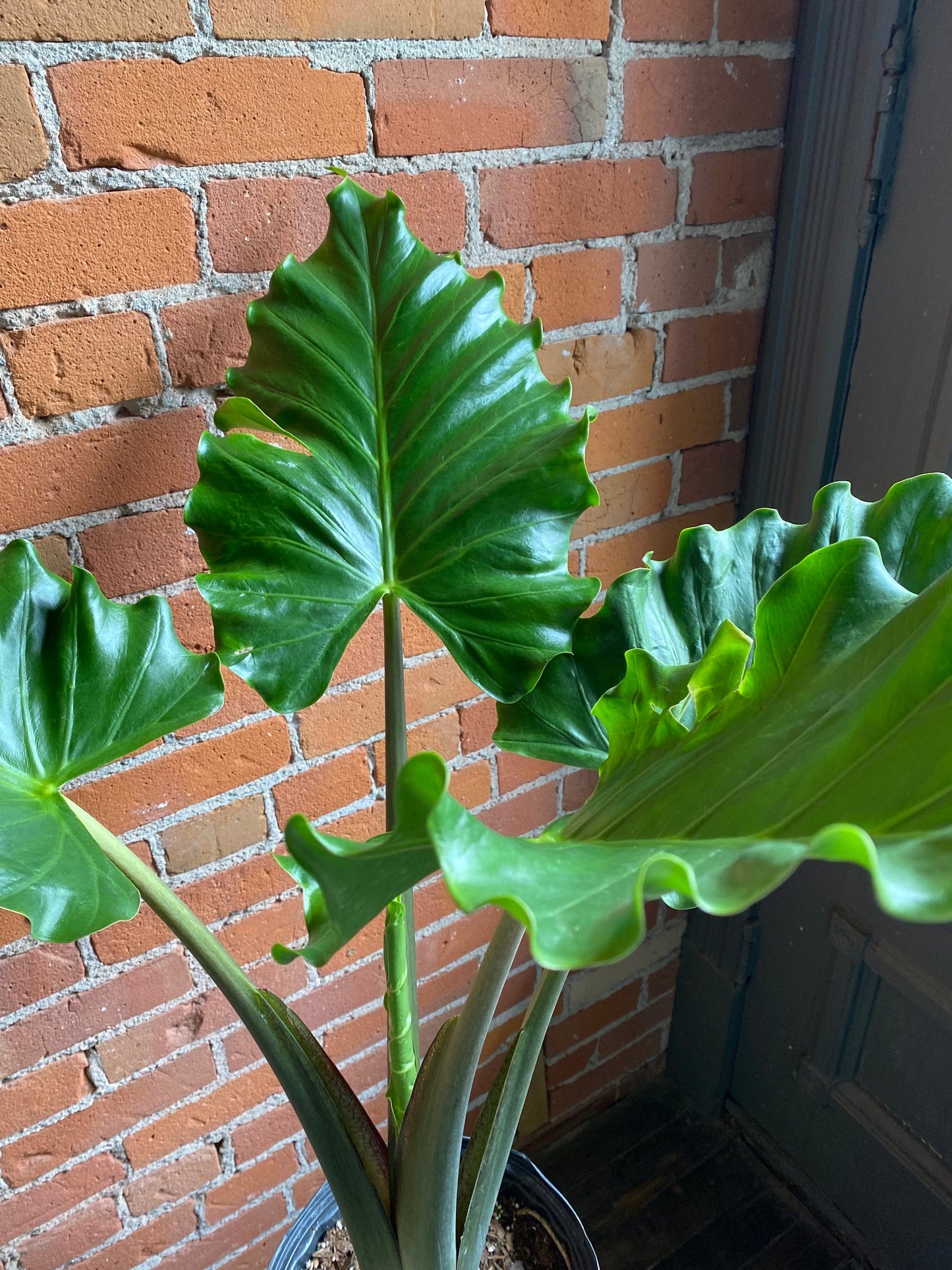 Plant Goals Plant Shop 10" Alocasia Portora