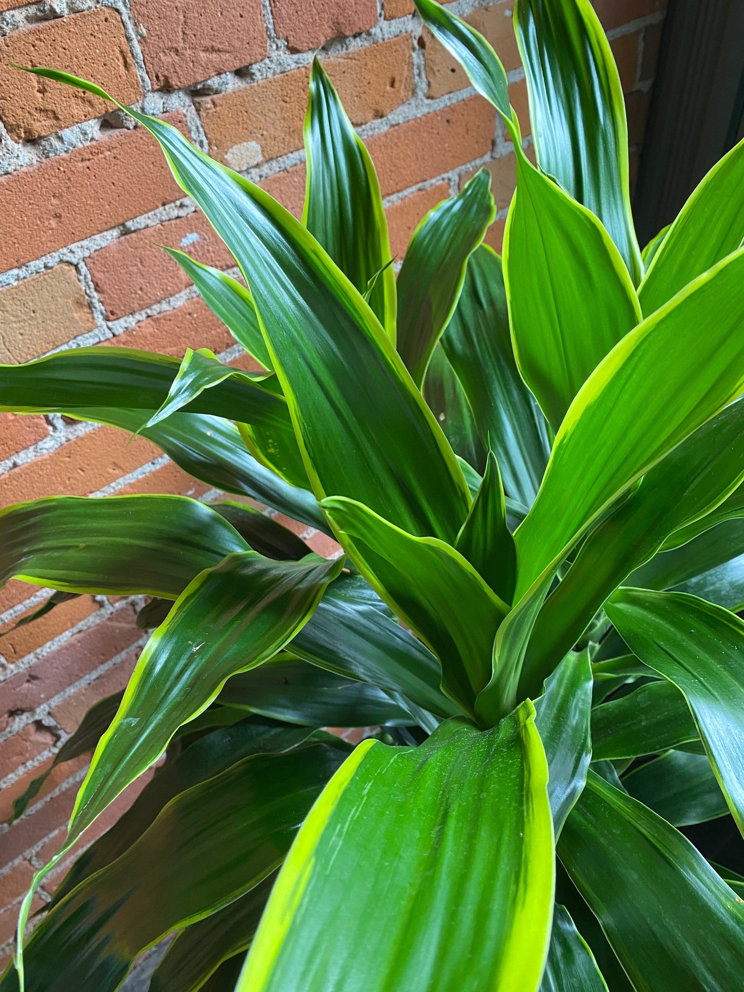 Plant Goals Plant Shop 10" Dracaena Art Carmen