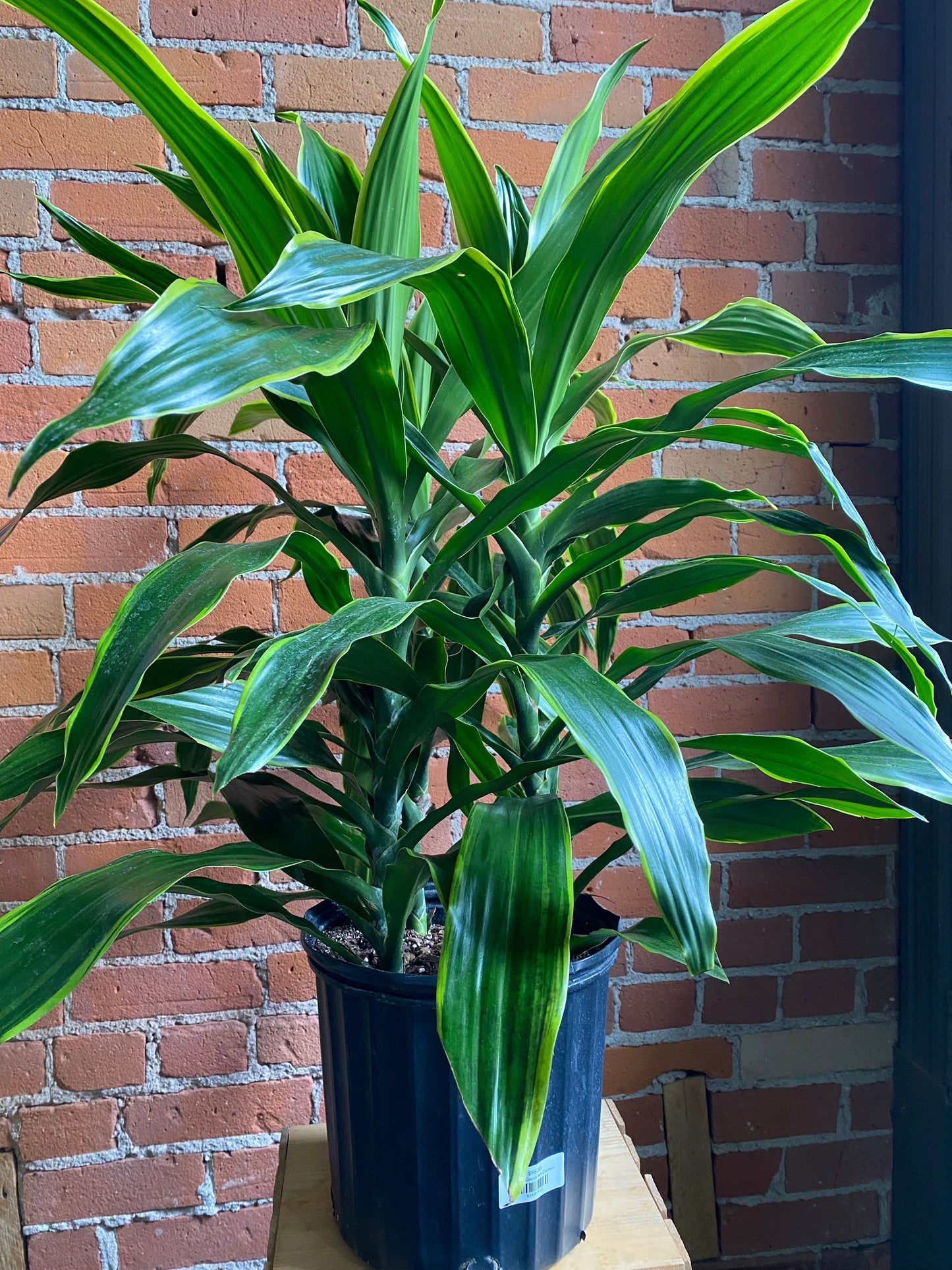 Plant Goals Plant Shop 10" Dracaena Art Carmen