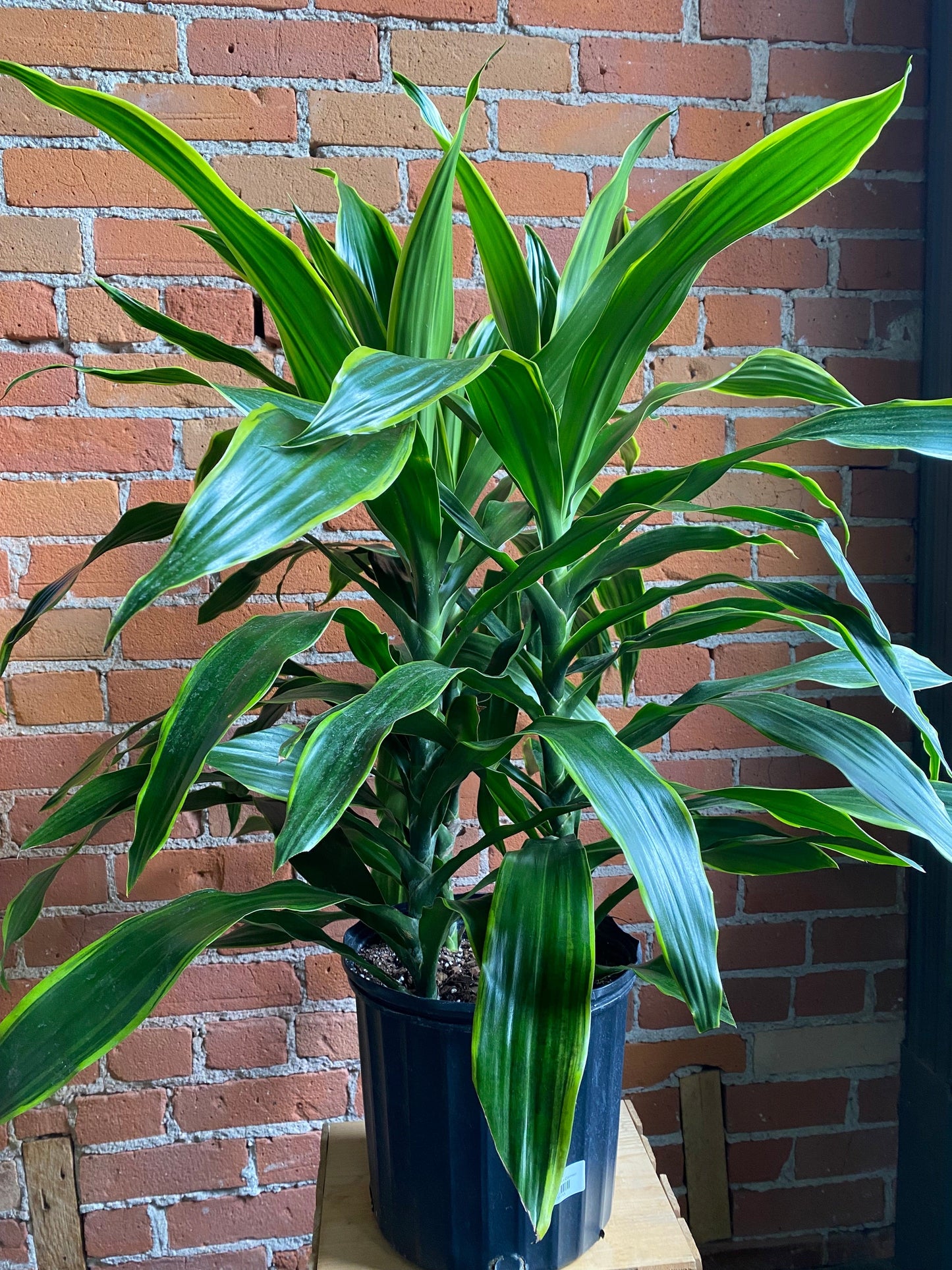Plant Goals Plant Shop 10" Dracaena Art Carmen