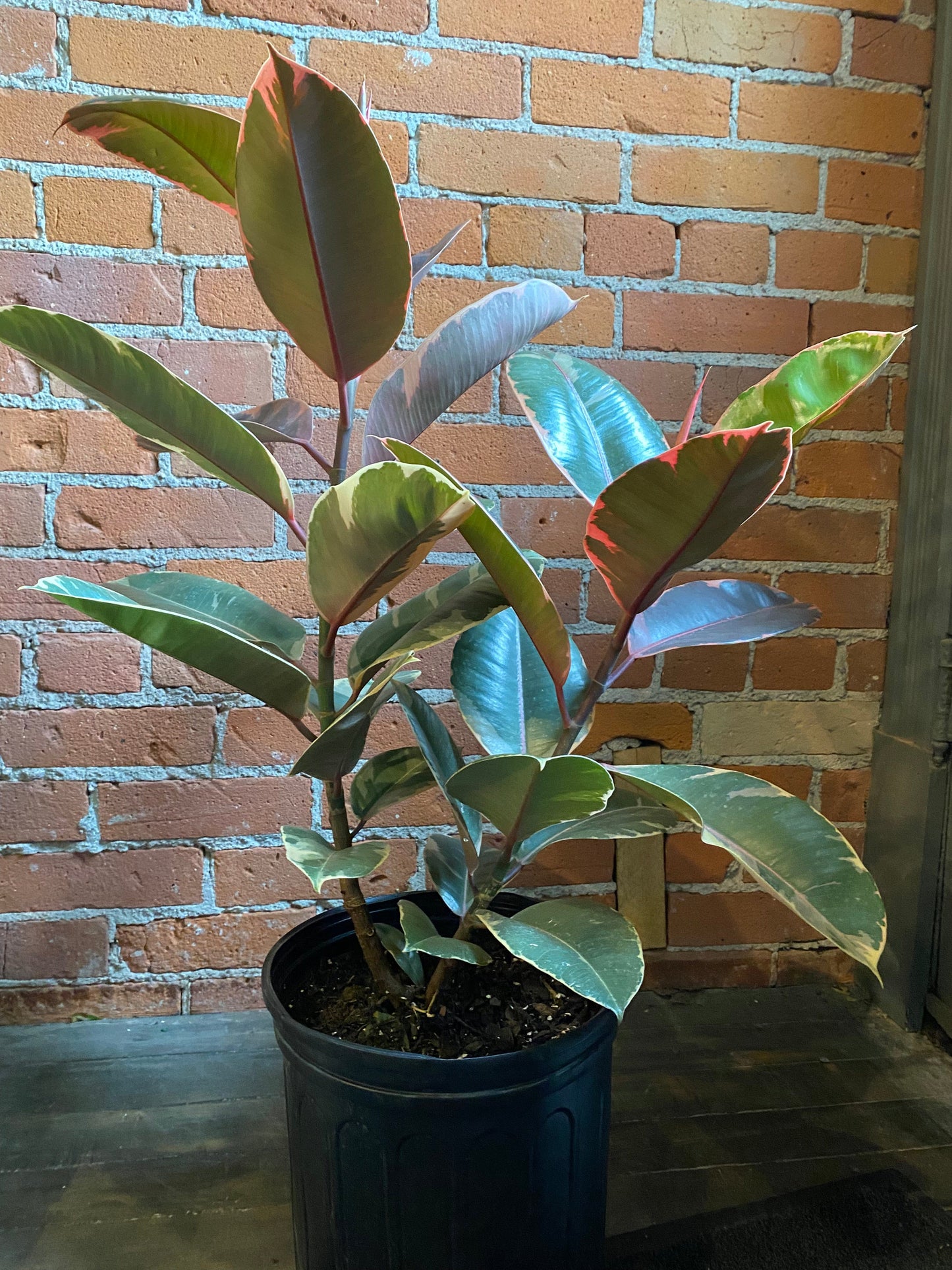 Plant Goals Plant Shop 10" Ficus Elastica Ruby
