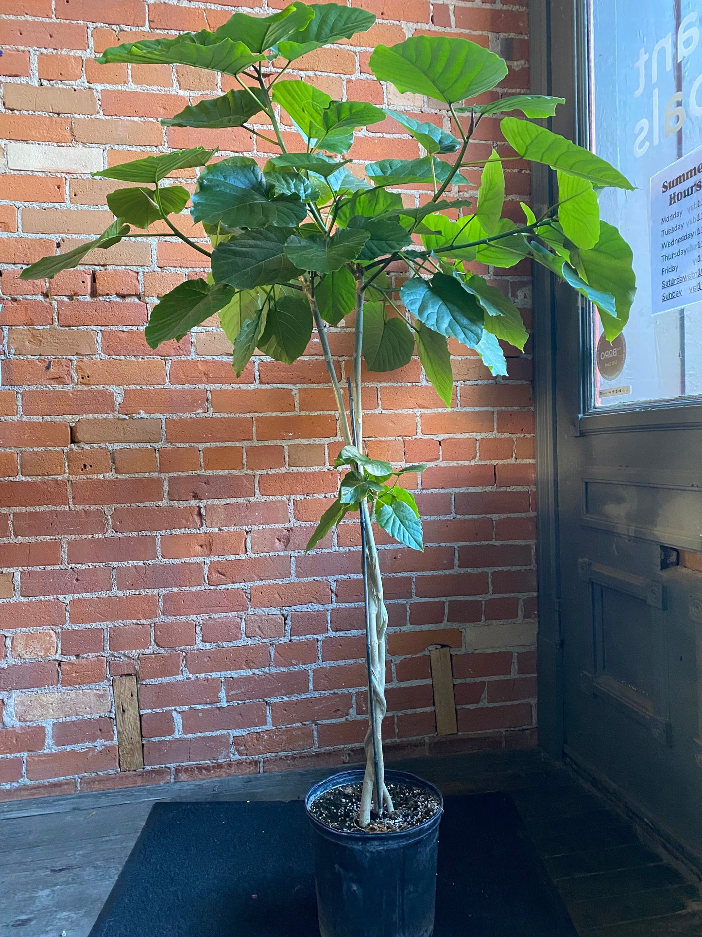 Plant Goals Plant Shop 10" Ficus Umbelleta Tree