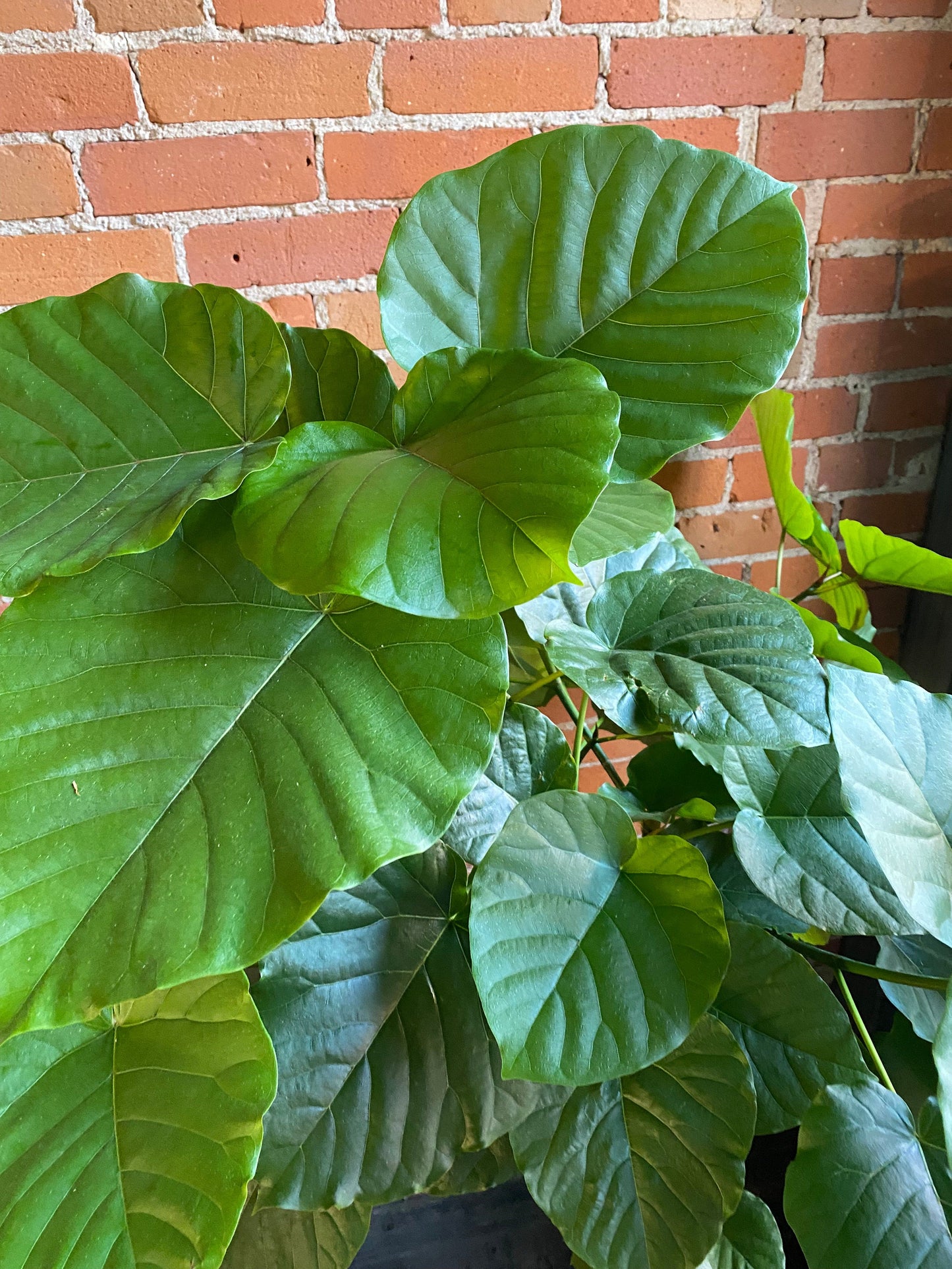Plant Goals Plant Shop 10" Ficus Umbelleta Tree