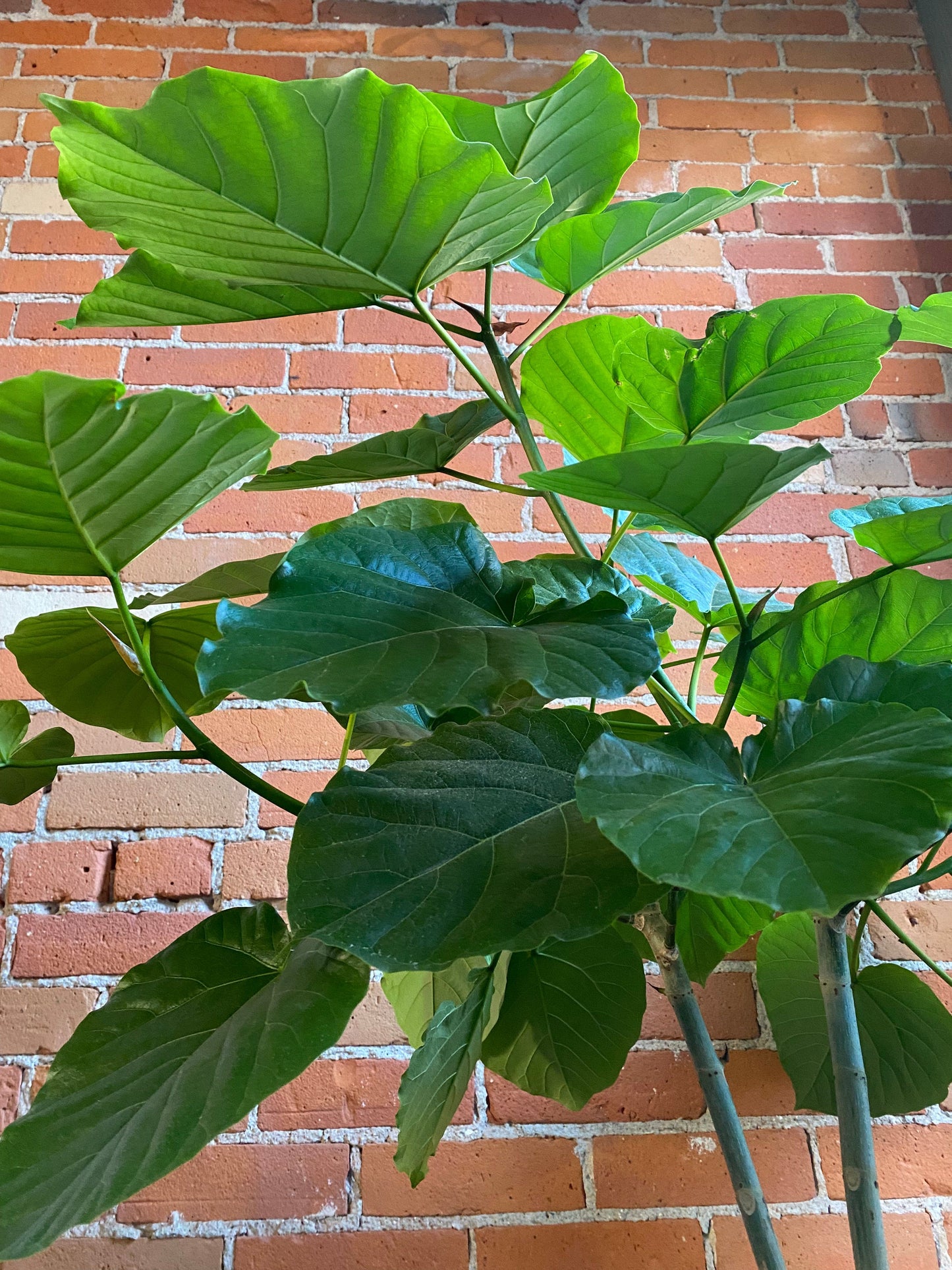 Plant Goals Plant Shop 10" Ficus Umbelleta Tree