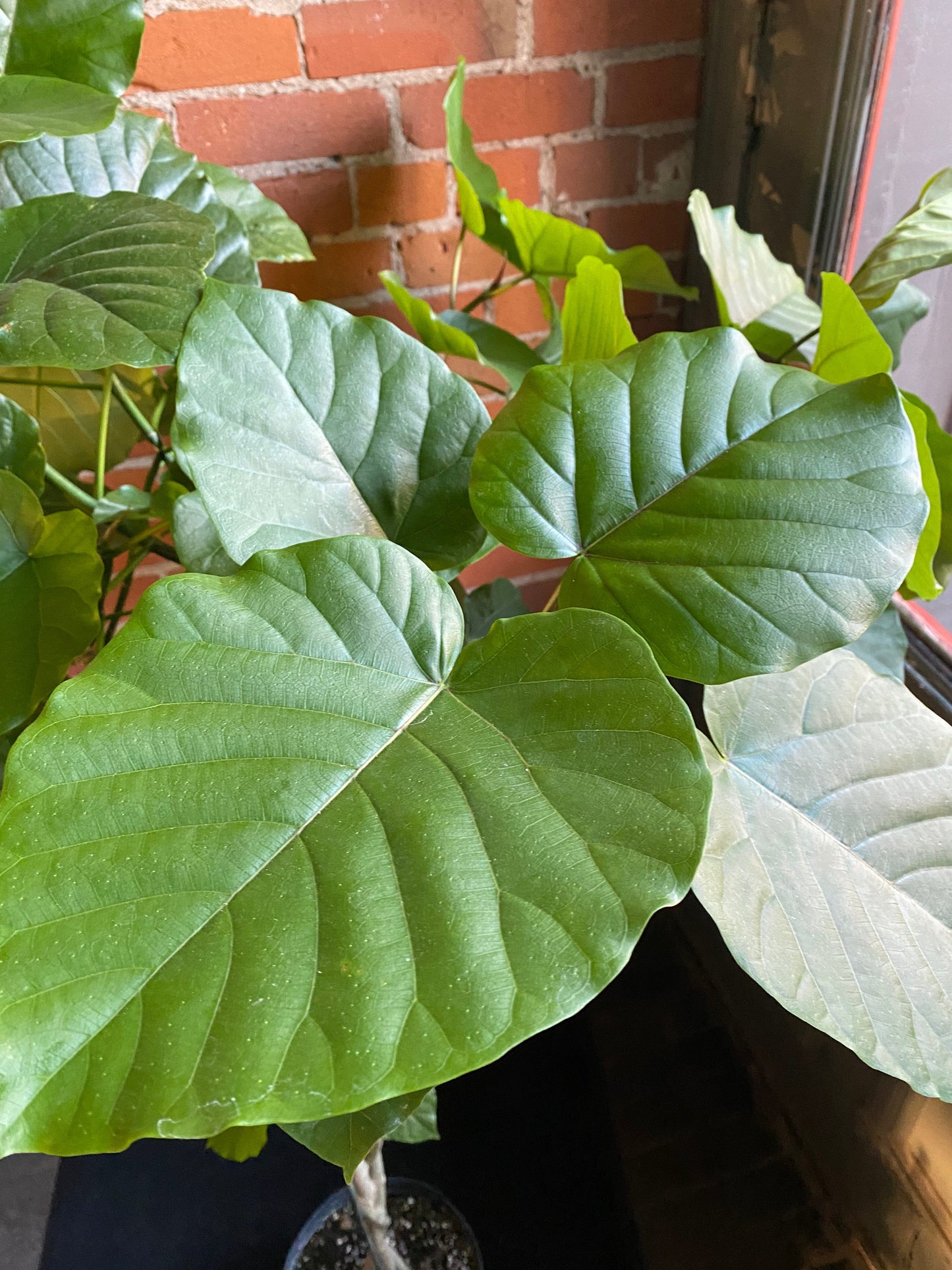 Plant Goals Plant Shop 10" Ficus Umbelleta Tree