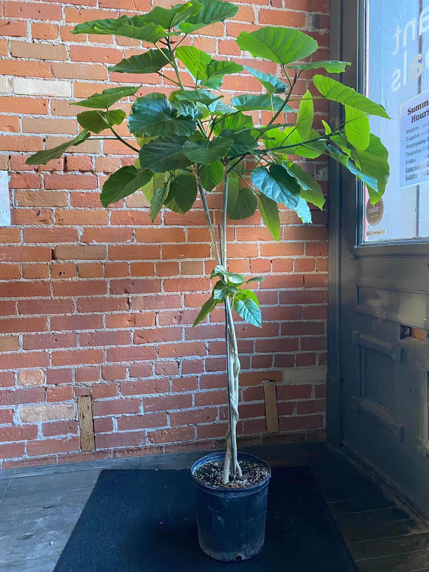 Plant Goals Plant Shop 10" Ficus Umbelleta Tree