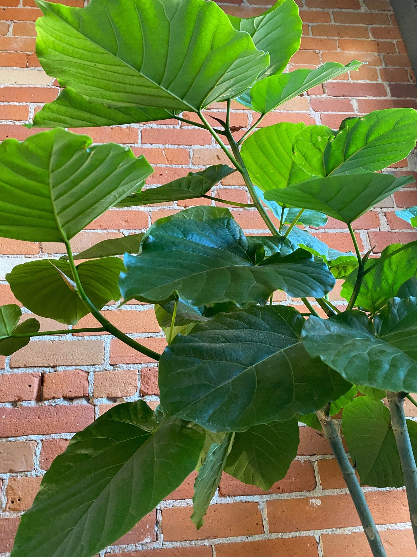 Plant Goals Plant Shop 10" Ficus Umbelleta Tree