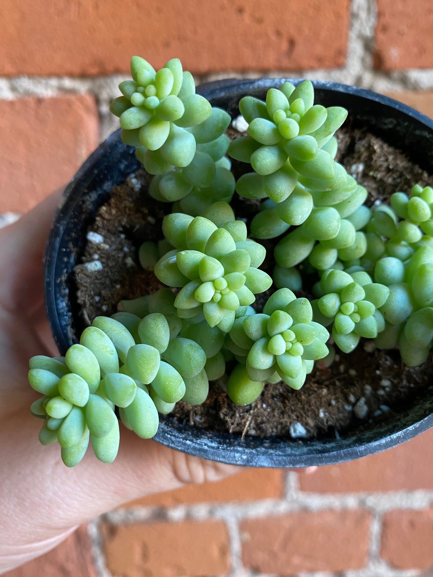 Plant Goals Plant Shop 3.5" Burro's Tail | Sedum Morganianum Burro