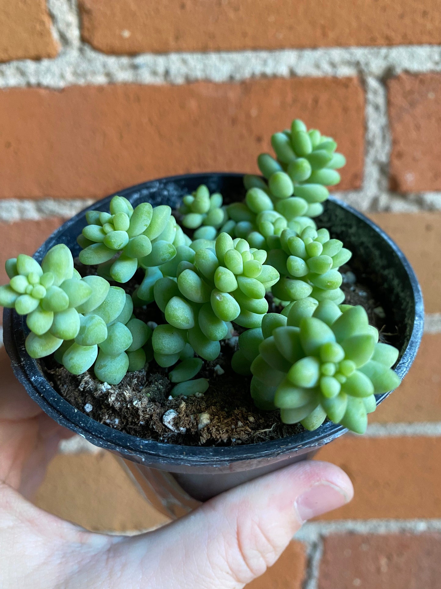 Plant Goals Plant Shop 3.5" Burro's Tail | Sedum Morganianum Burro
