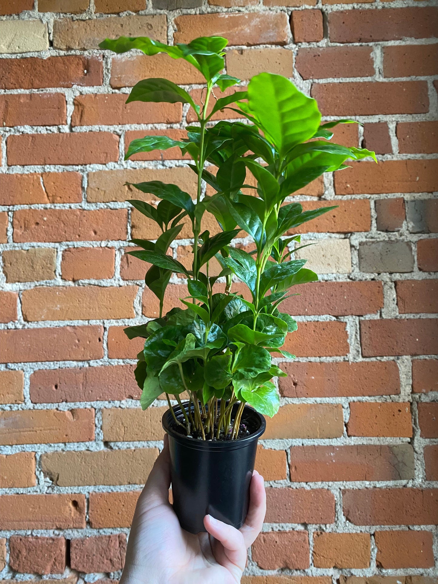 Plant Goals Plant Shop 3.5" Coffee Plant | Arabica
