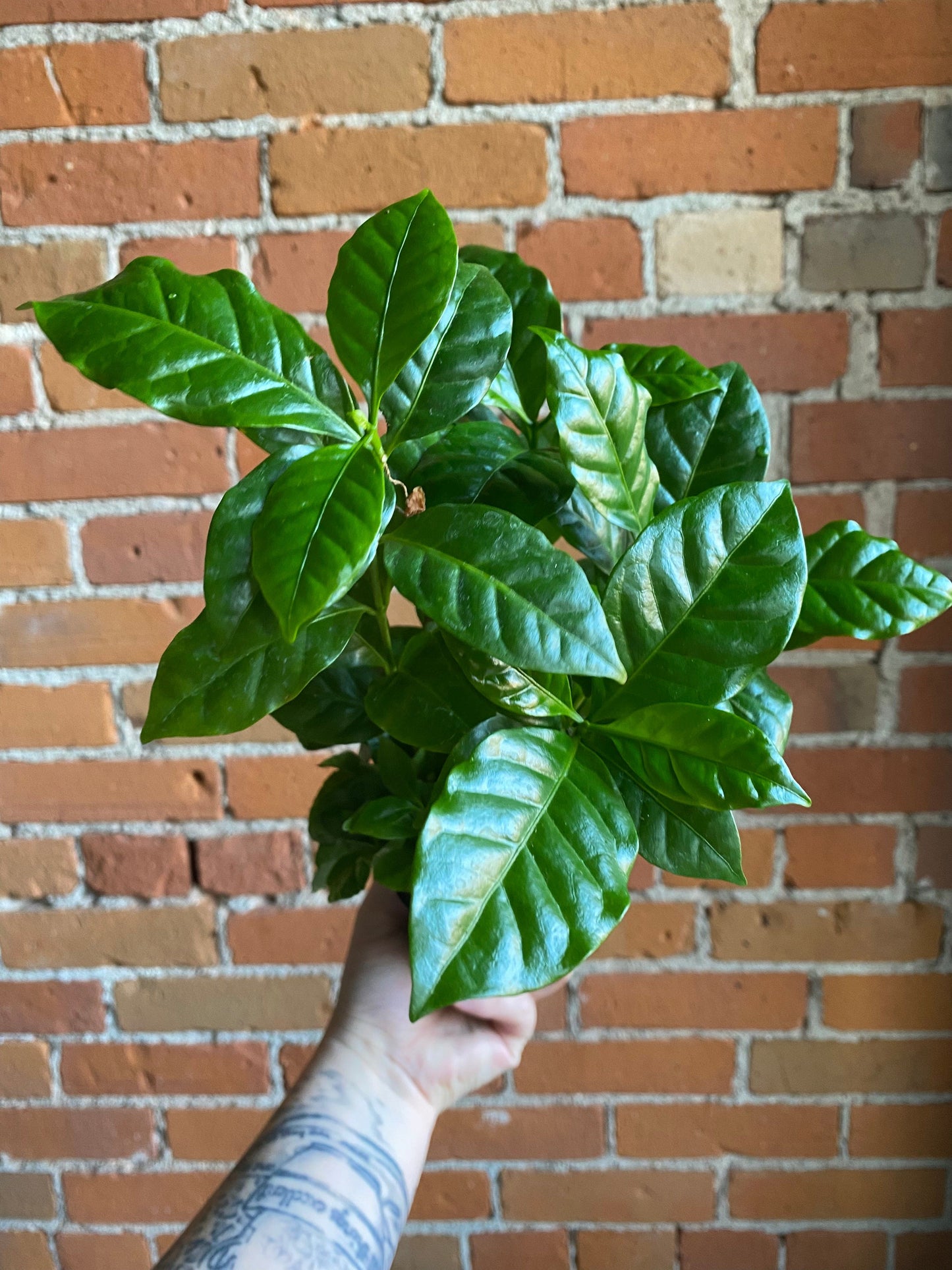 Plant Goals Plant Shop 3.5" Coffee Plant | Arabica