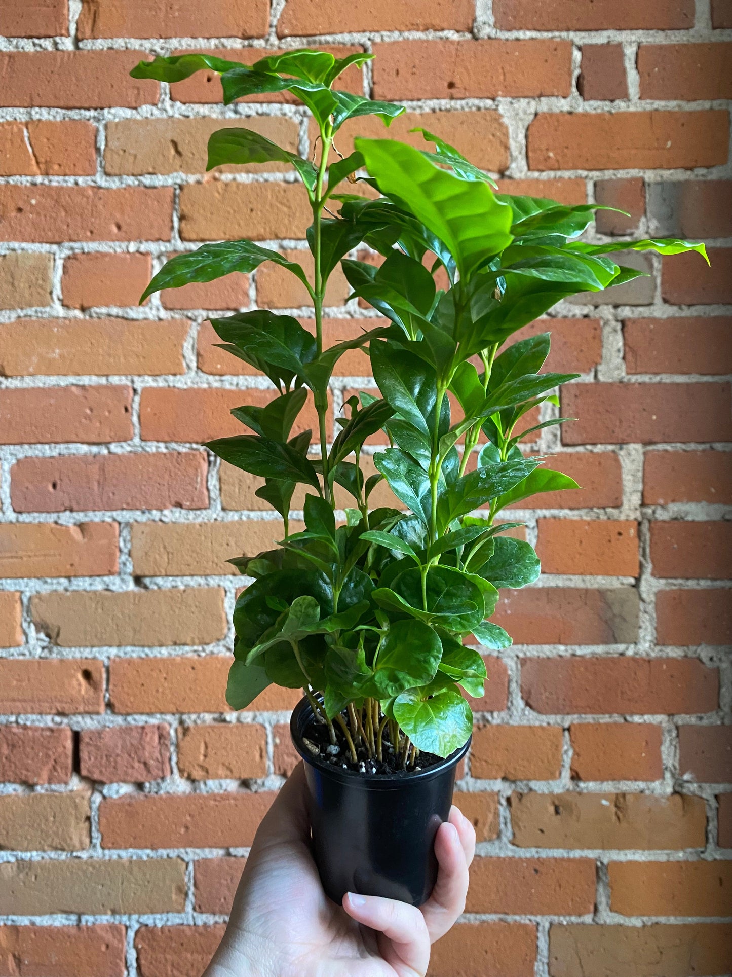 Plant Goals Plant Shop 3.5" Coffee Plant | Arabica