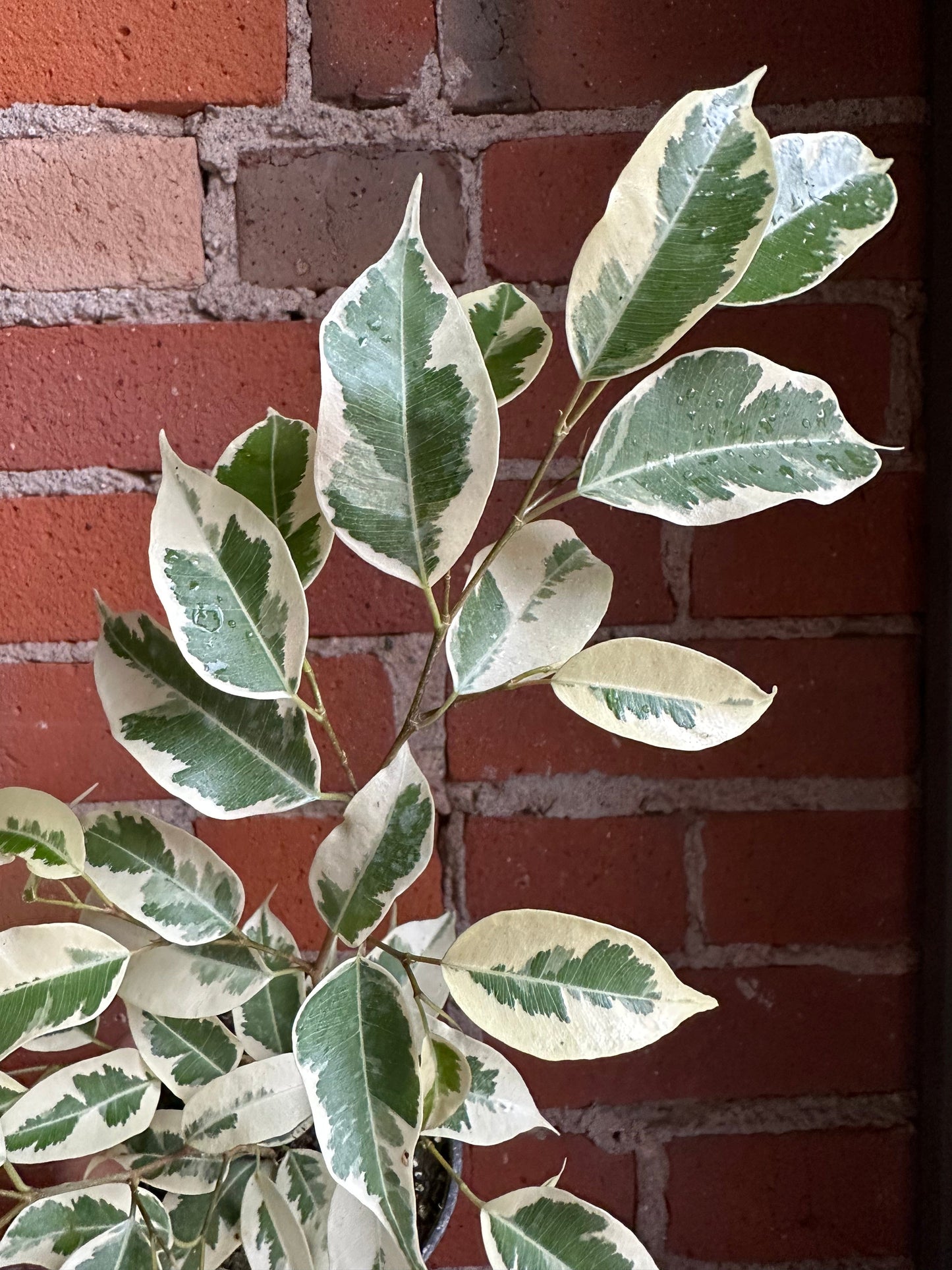 Plant Goals Plant Shop 3.5" Ficus Benjamina Starlight