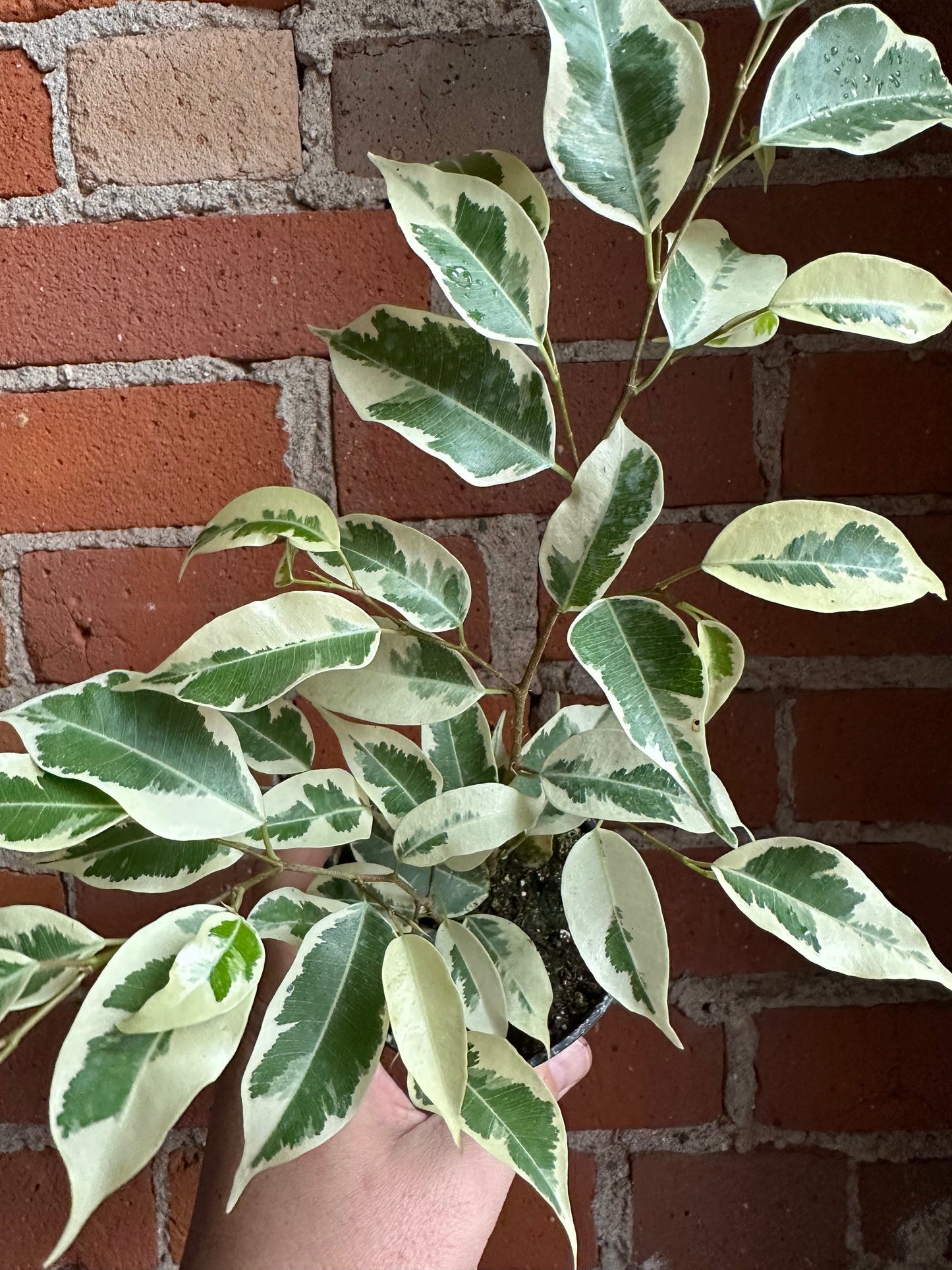 Plant Goals Plant Shop 3.5" Ficus Benjamina Starlight