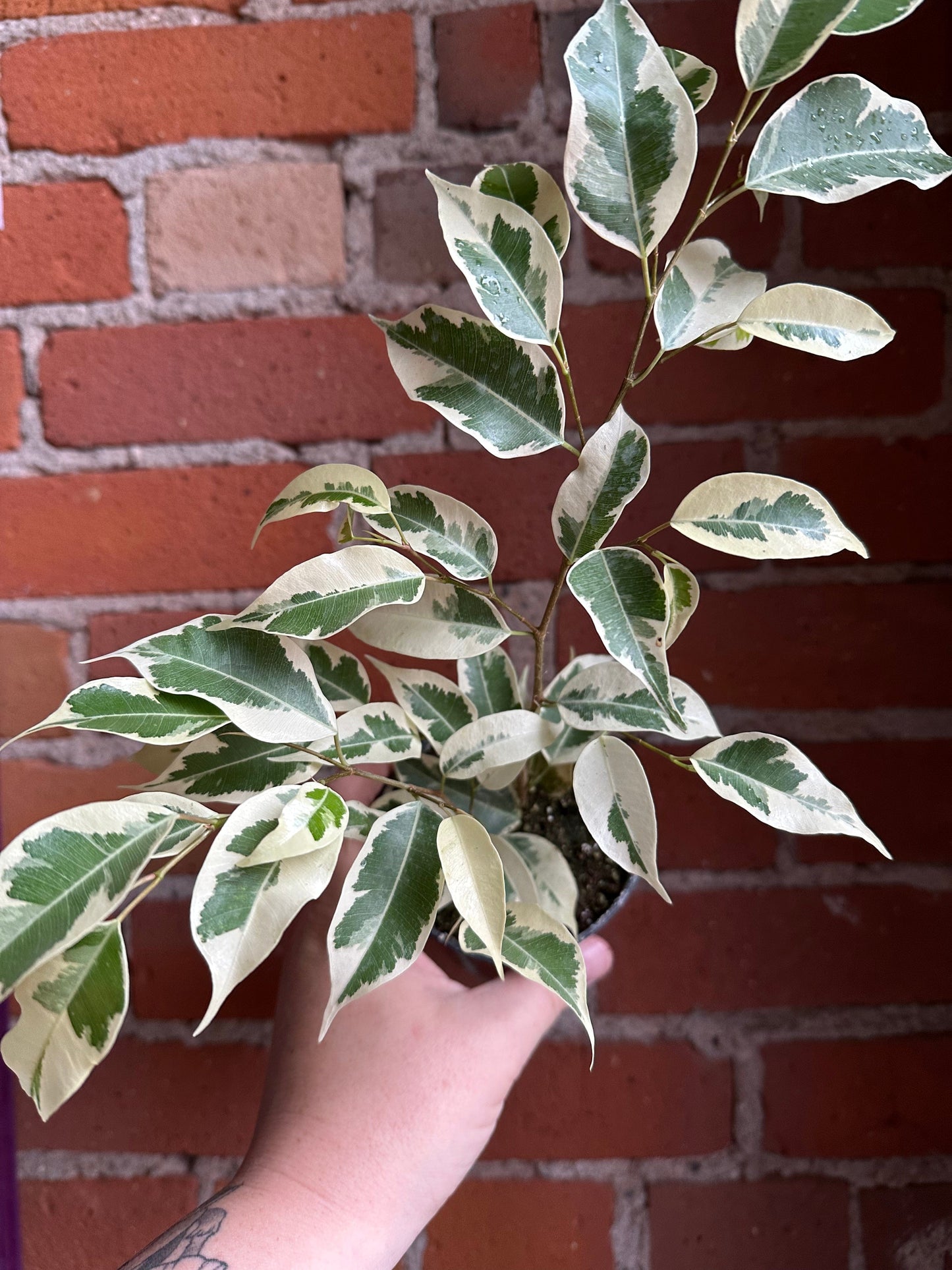 Plant Goals Plant Shop 3.5" Ficus Benjamina Starlight