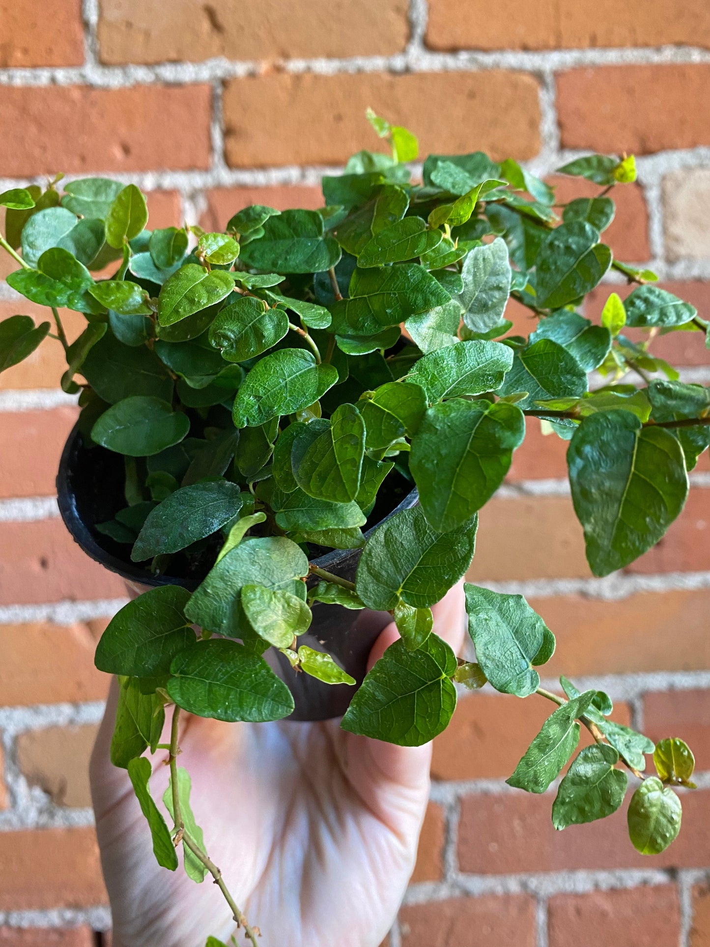 Plant Goals Plant Shop 3.5" Ficus Repens