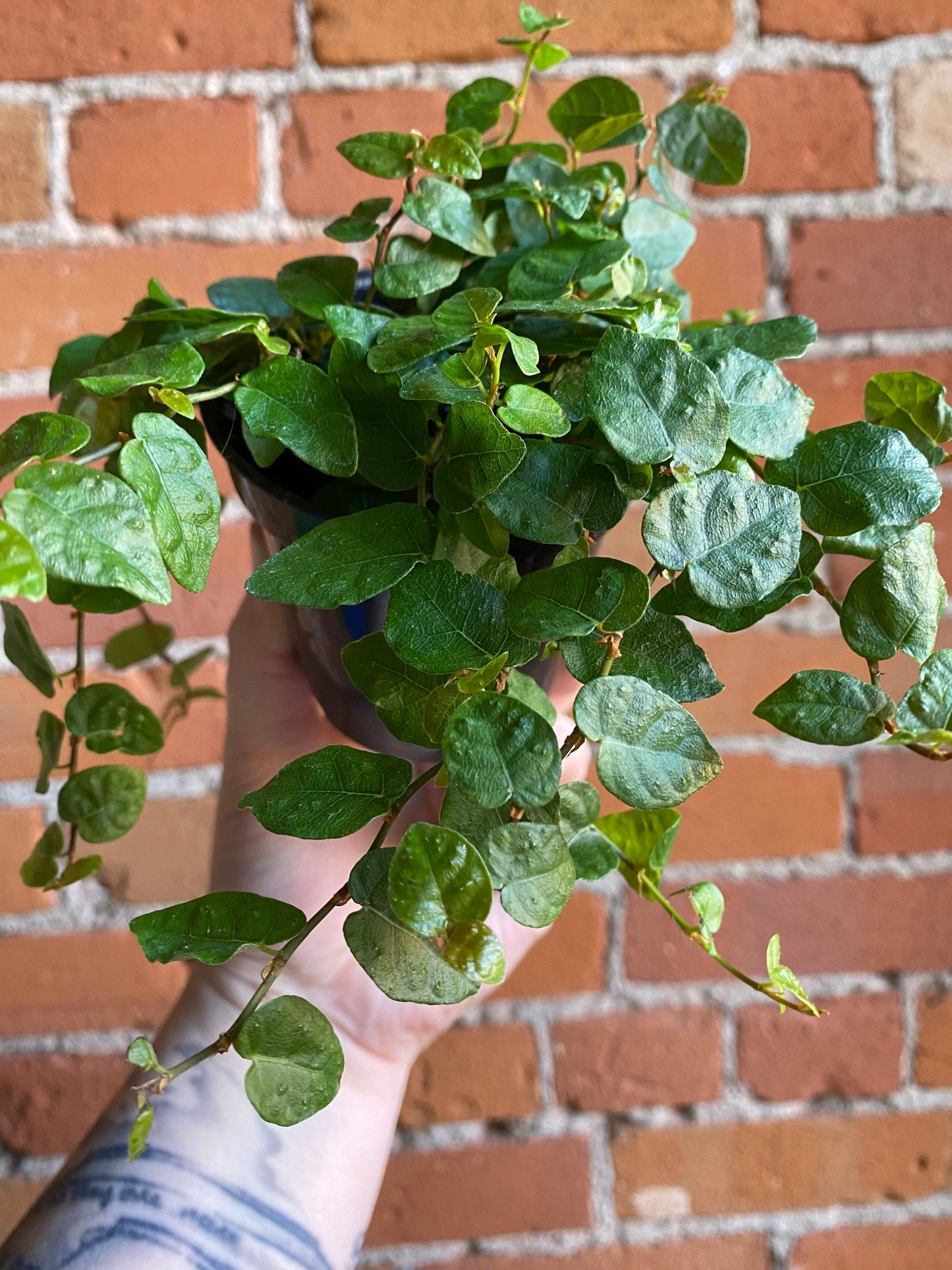 Plant Goals Plant Shop 3.5" Ficus Repens