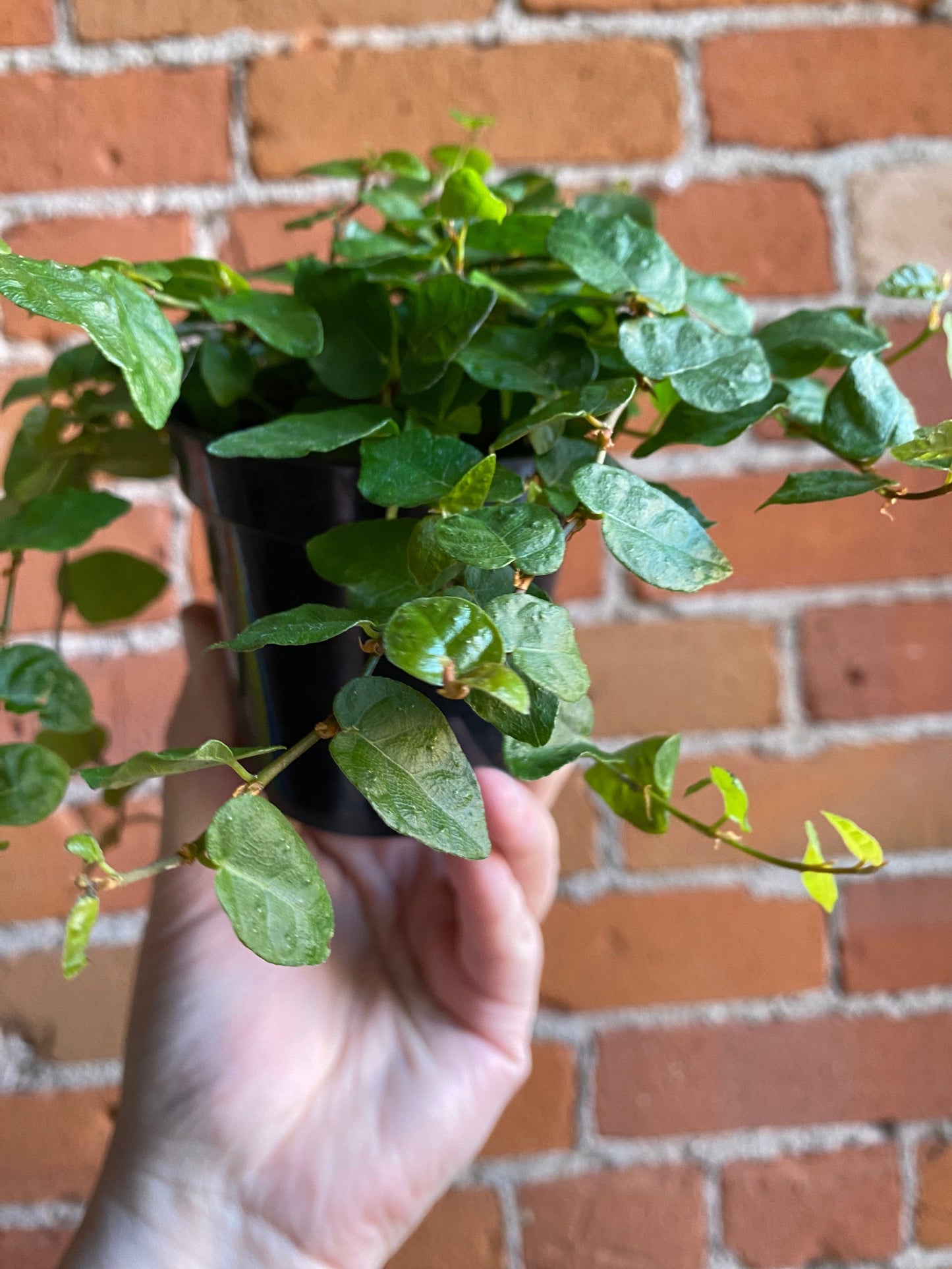 Plant Goals Plant Shop 3.5" Ficus Repens