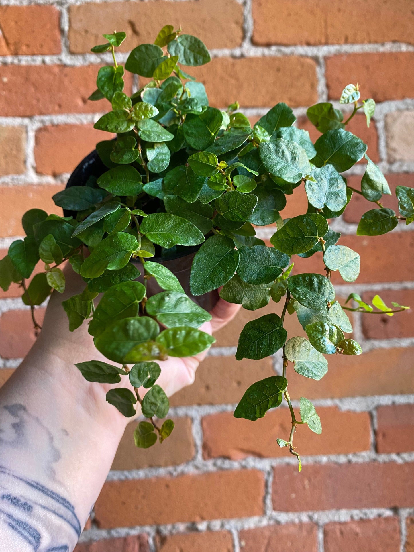 Plant Goals Plant Shop 3.5" Ficus Repens