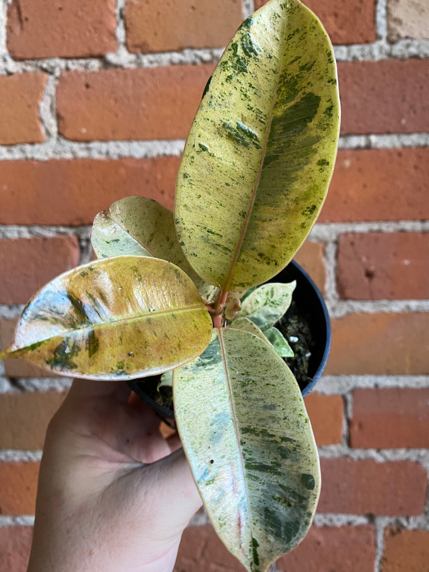 Plant Goals Plant Shop 3.5" Ficus Shivereana Moonshine