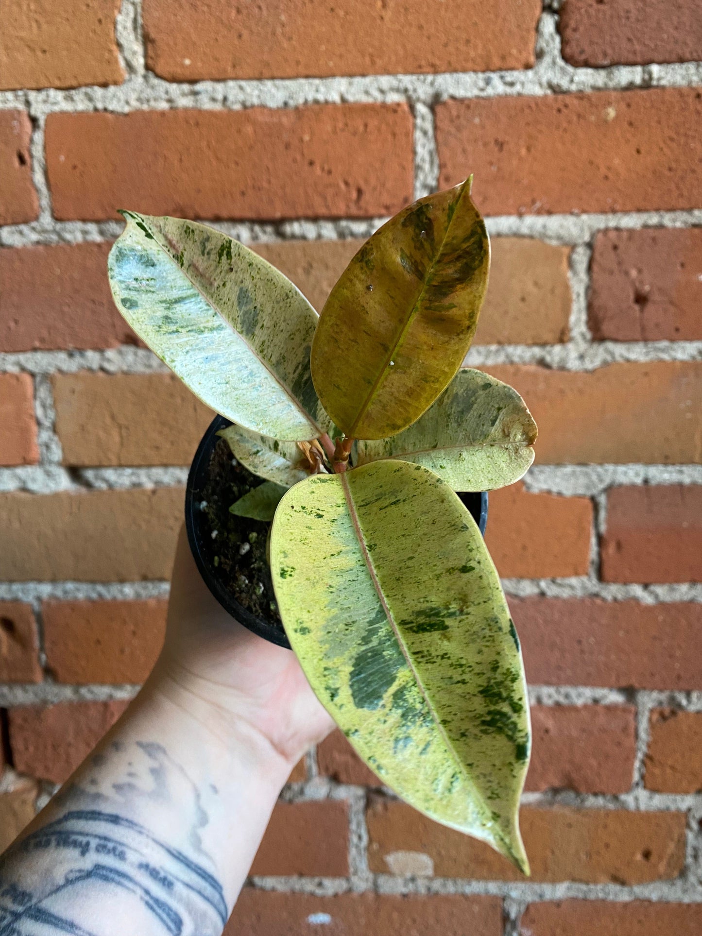 Plant Goals Plant Shop 3.5" Ficus Shivereana Moonshine
