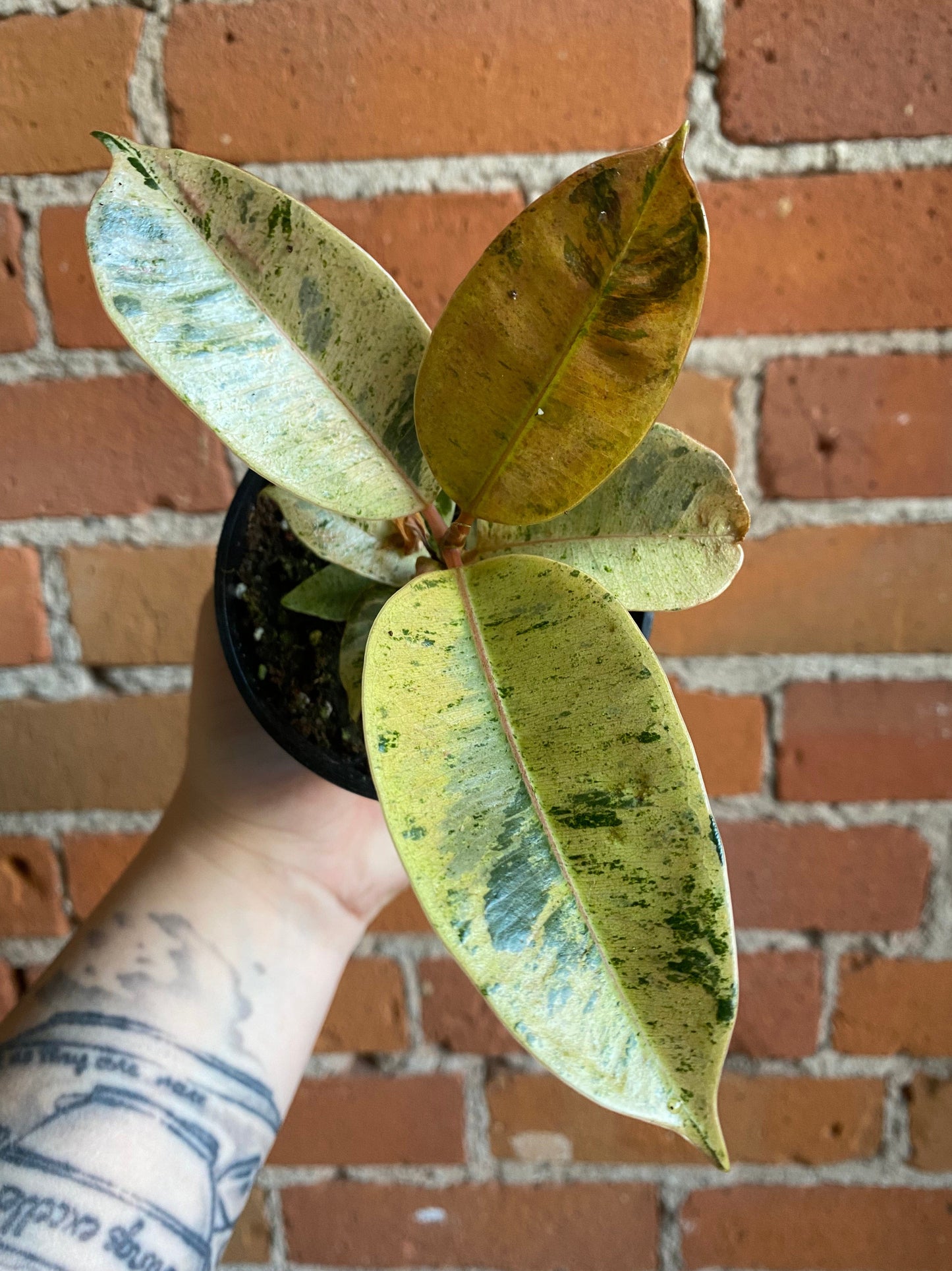 Plant Goals Plant Shop 3.5" Ficus Shivereana Moonshine