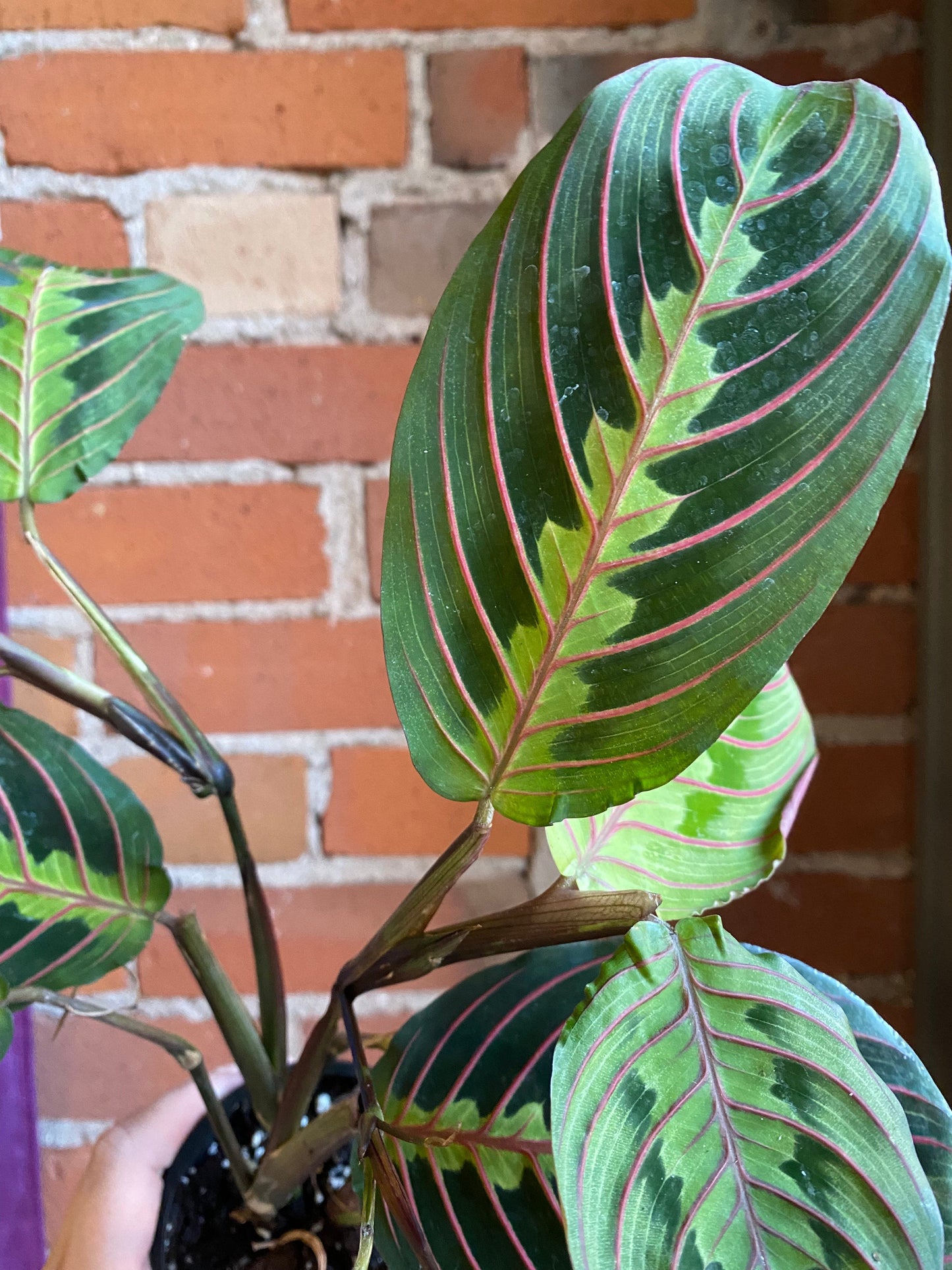 Plant Goals Plant Shop 3.5" Maranta Red