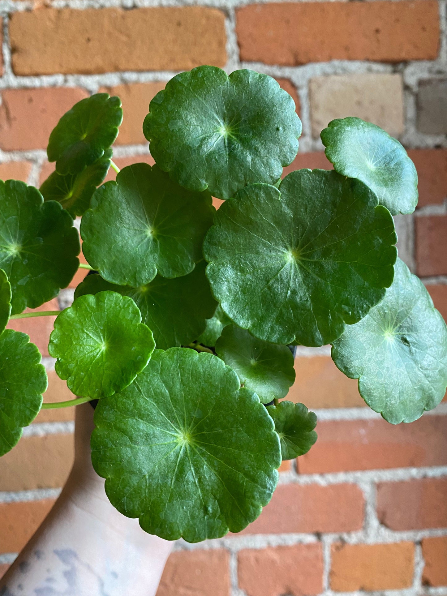 Plant Goals Plant Shop 3.5" Marsh Pennywort